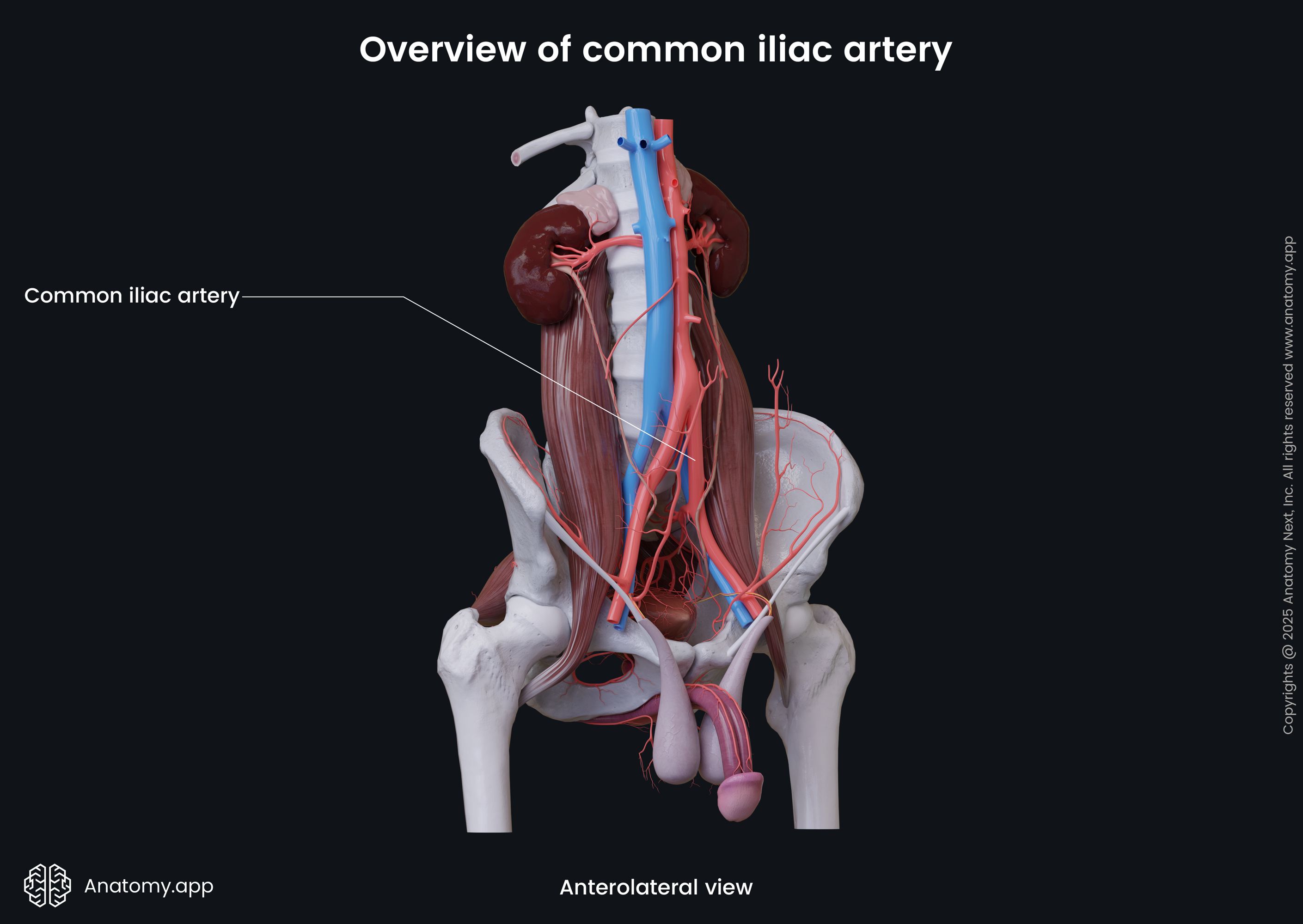 Overview of common iliac artery