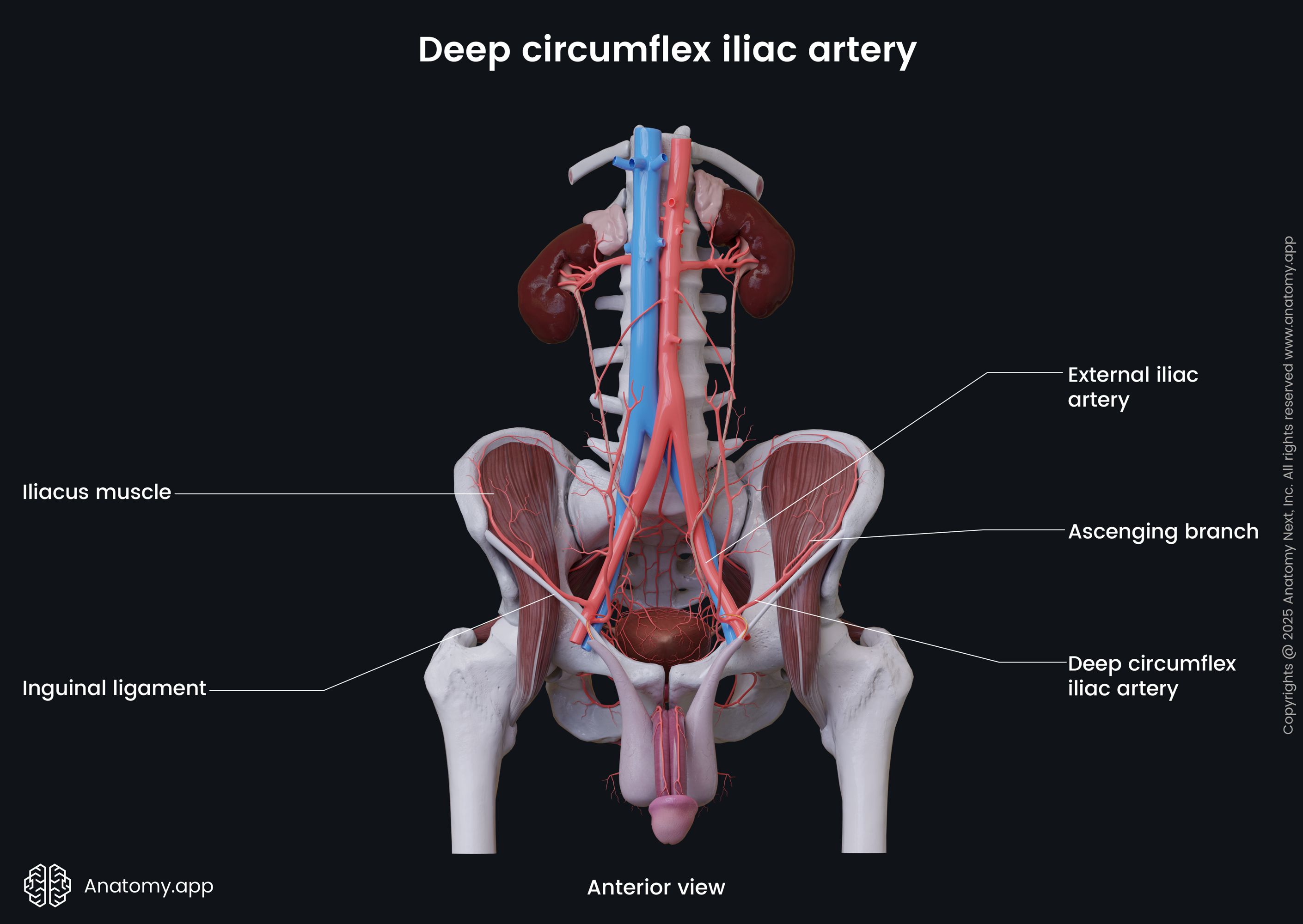 Deep circumflex iliac artery