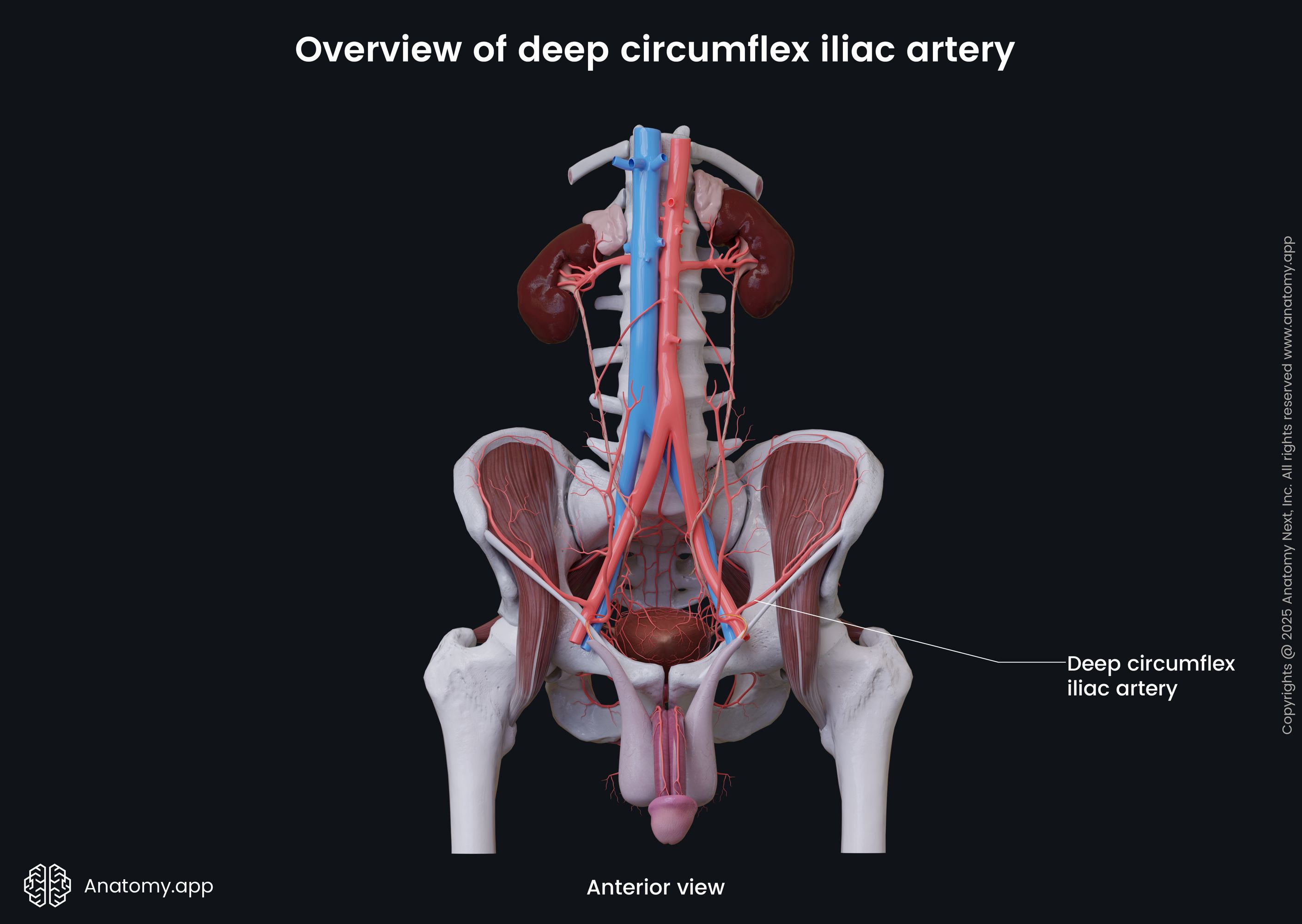 Overview of deep circumflex iliac artery