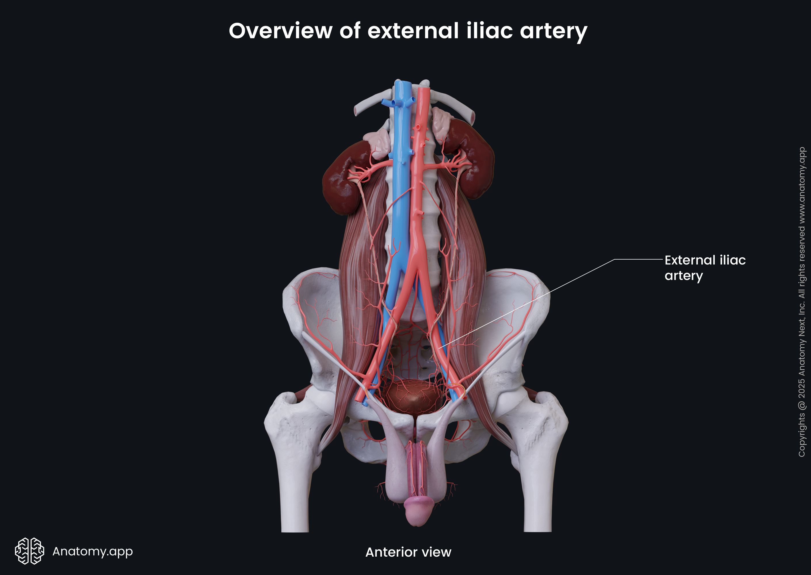 Overview of external iliac artery