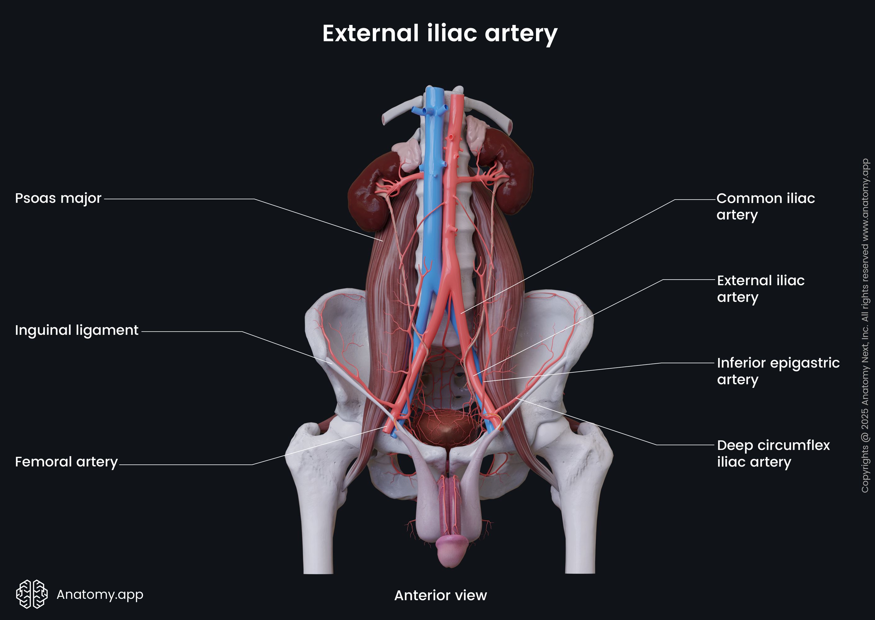 External iliac artery