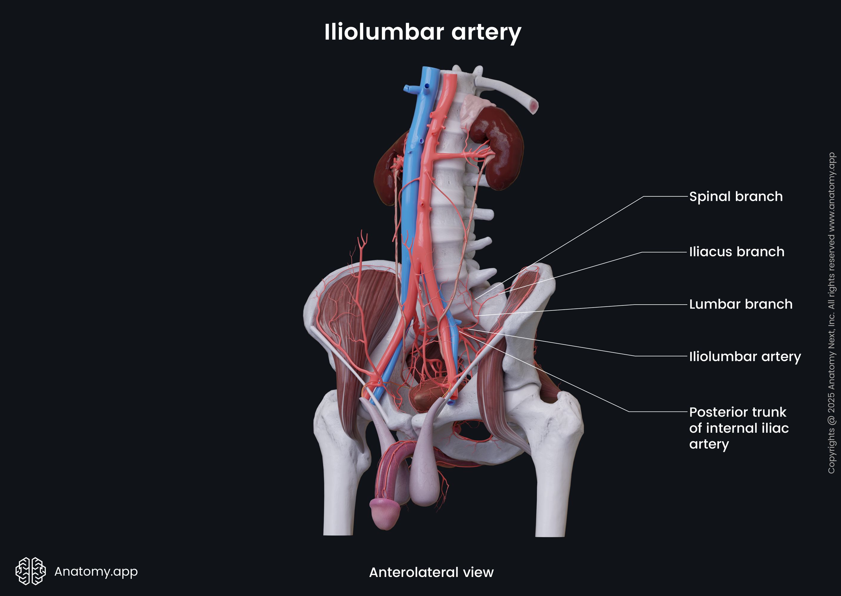Iliolumbar artery