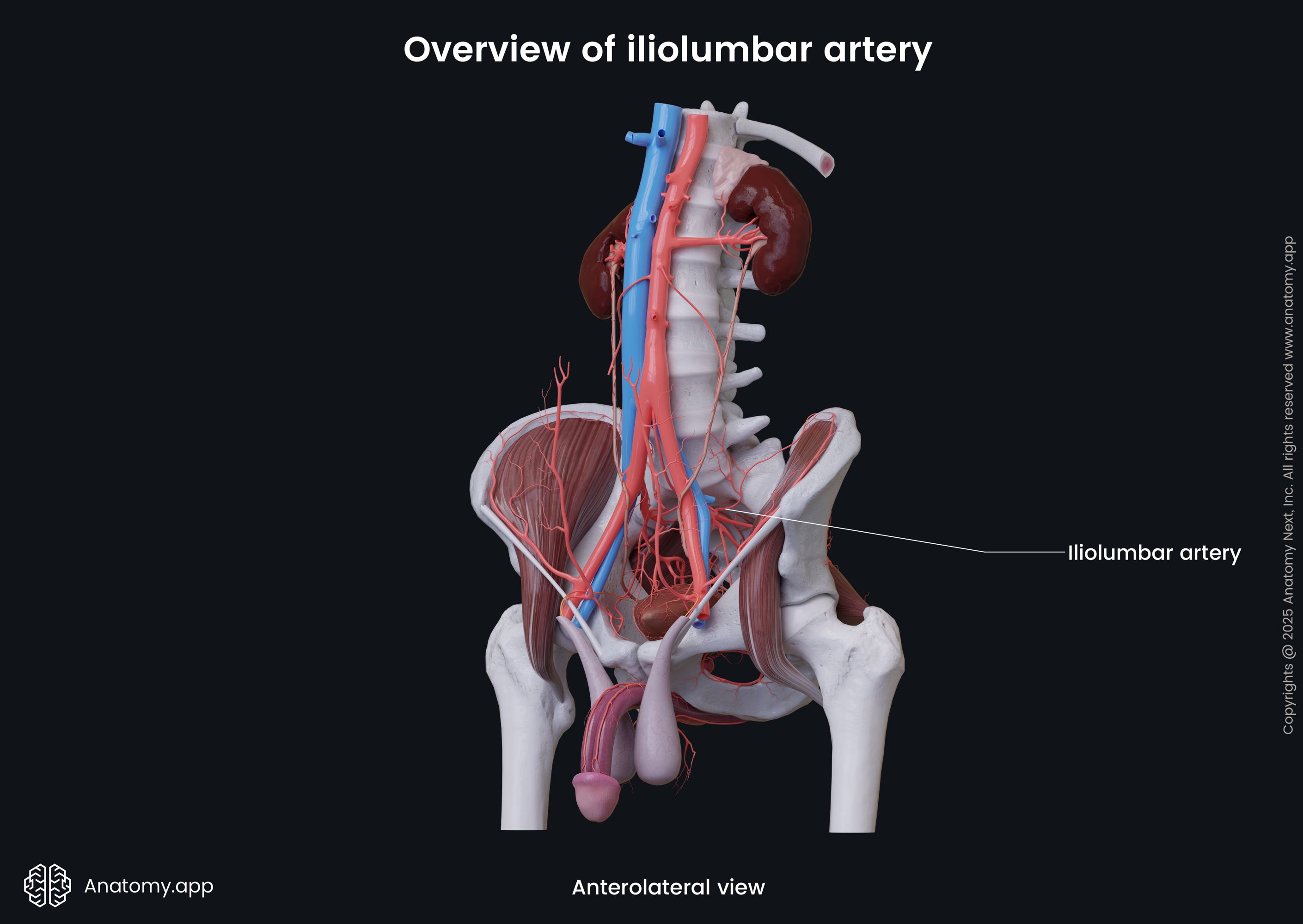 Overview of iliolumbar artery