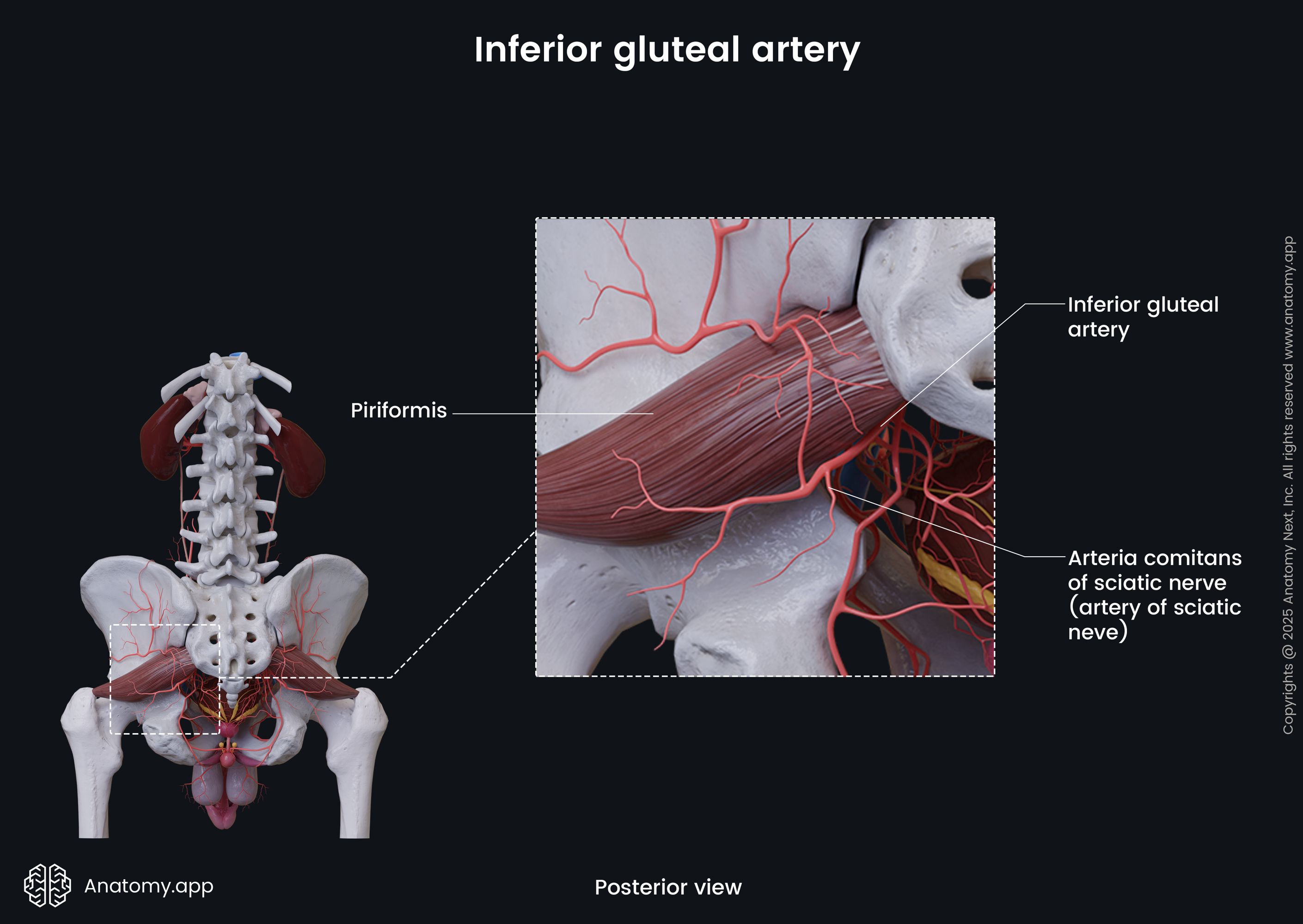 Inferior gluteal artery