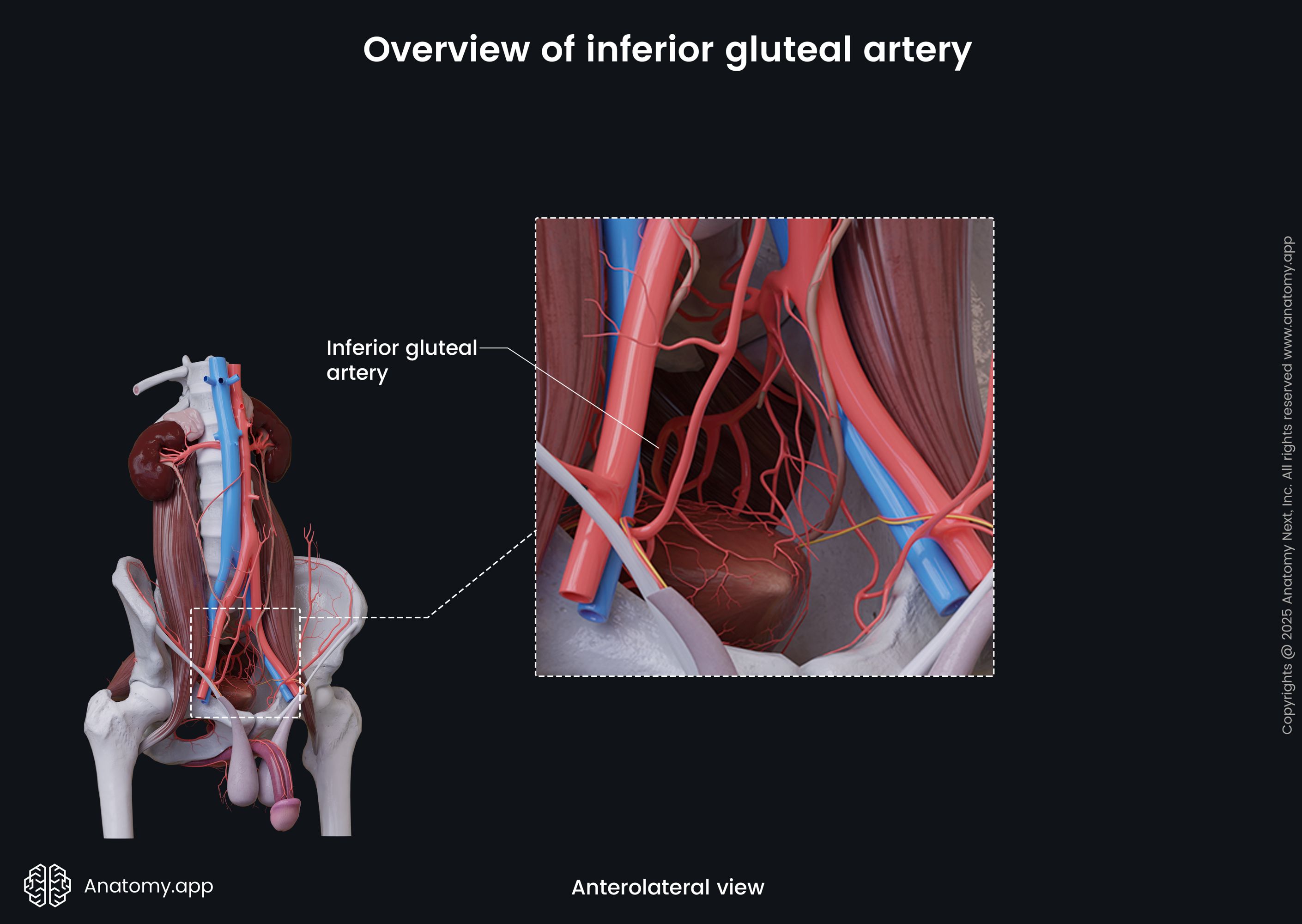 Overview of inferior gluteal artery