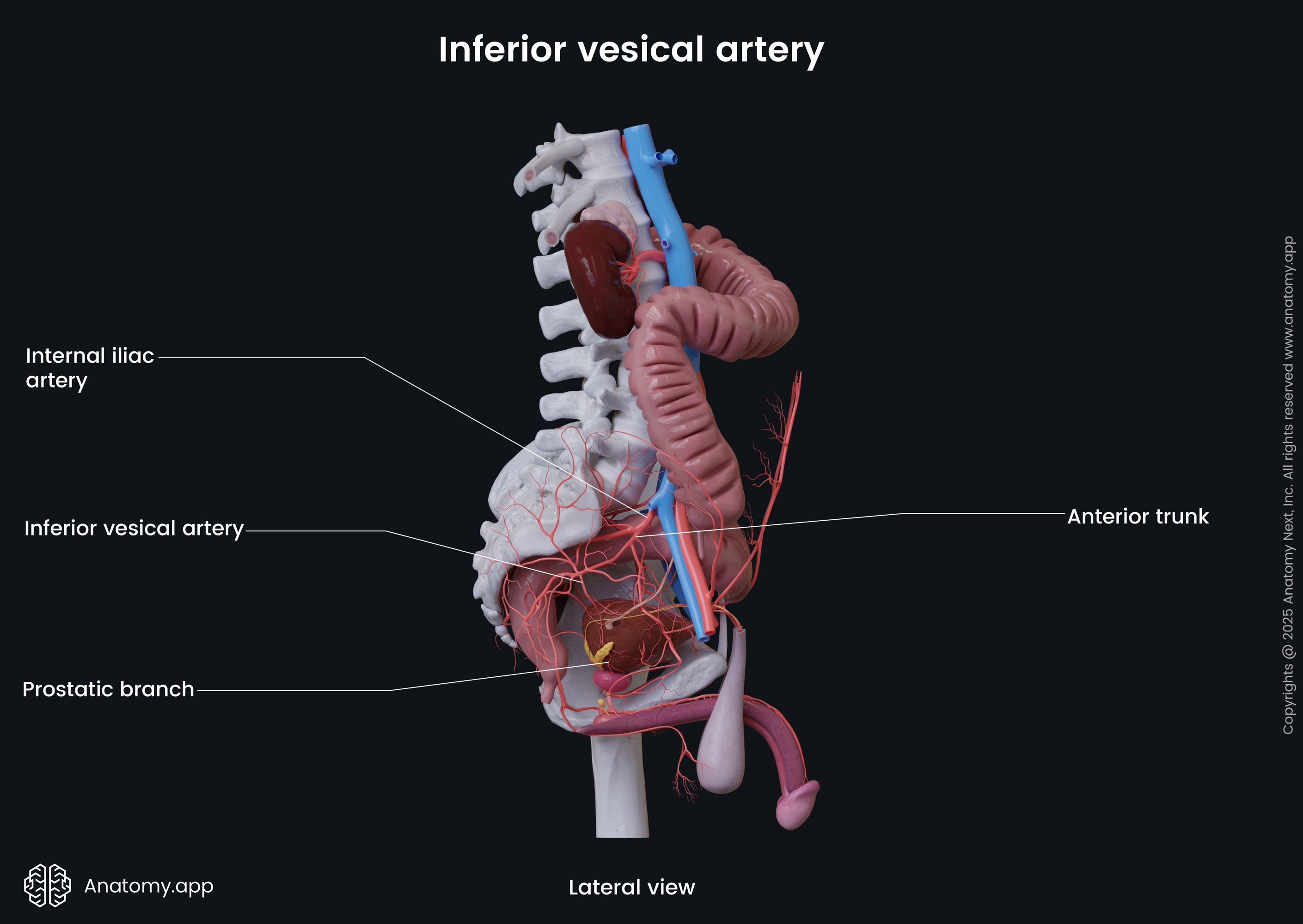 Inferior vesical artery