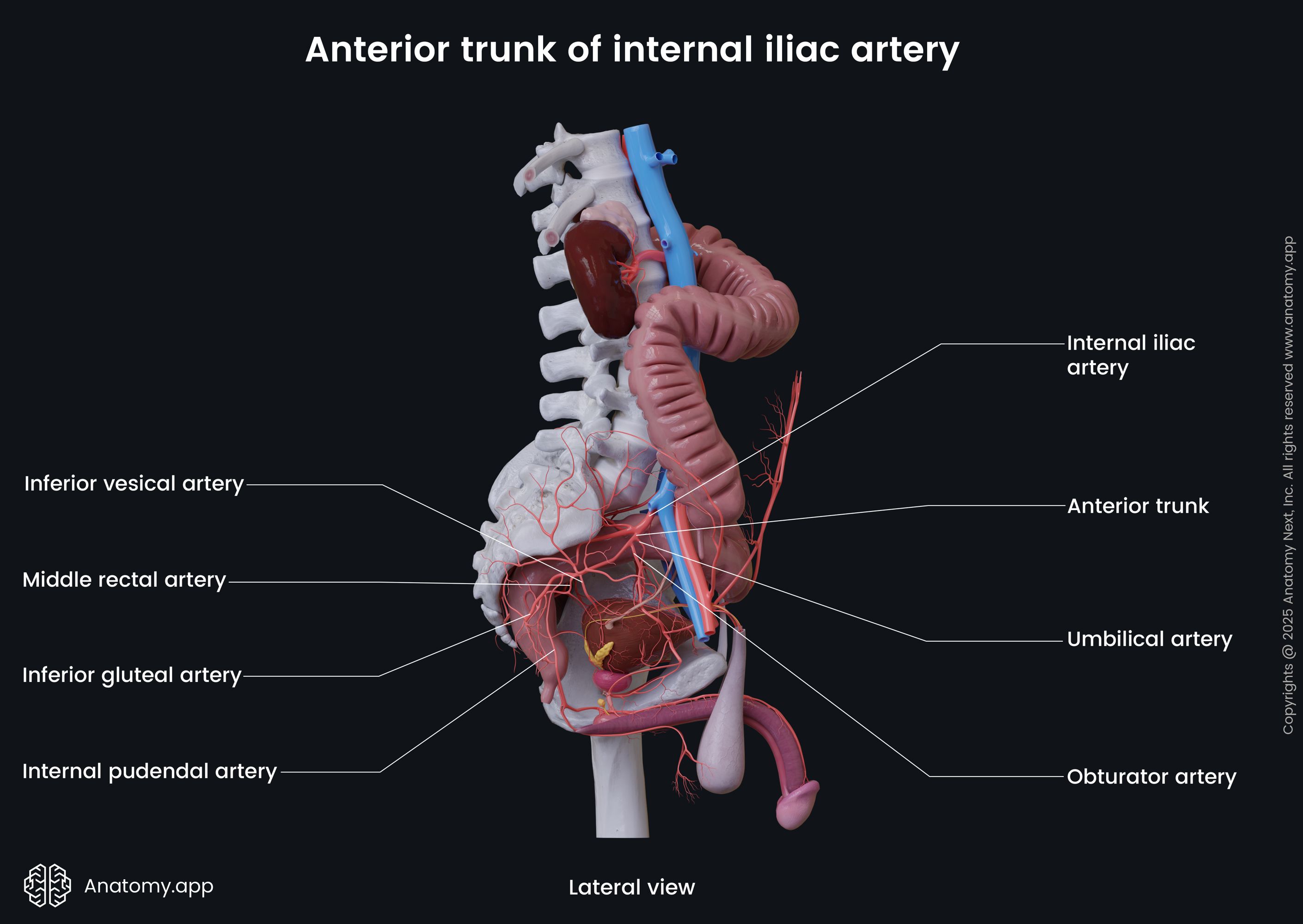 Anterior trunk of internal iliac artery