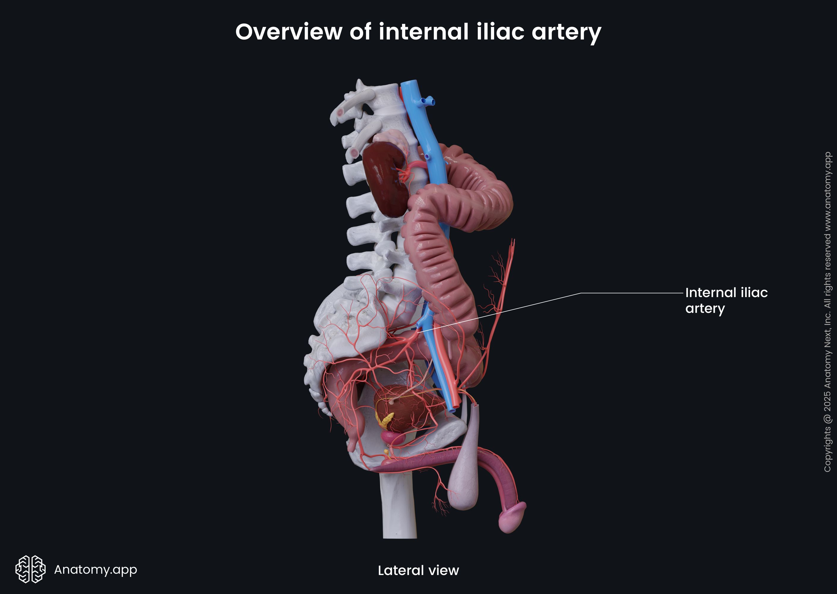Overview of internal iliac artery