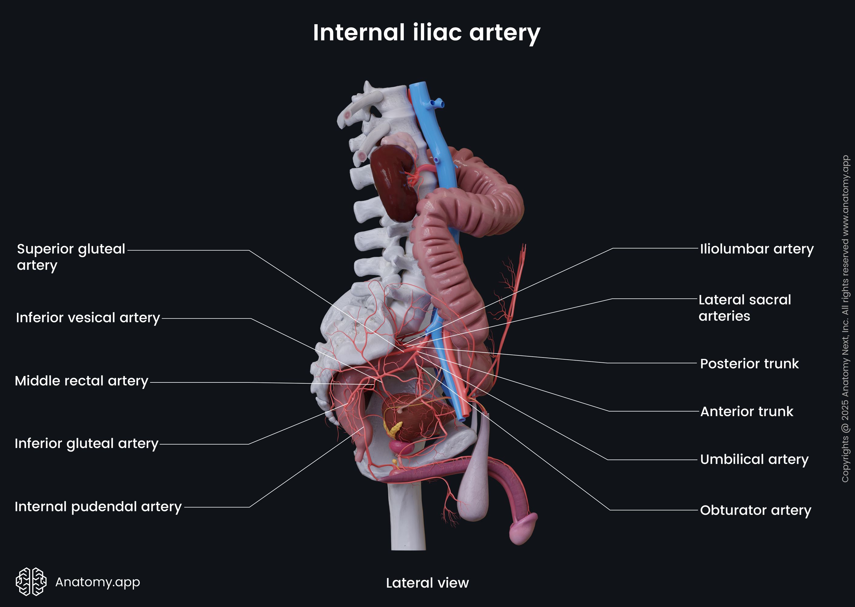 Internal iliac artery
