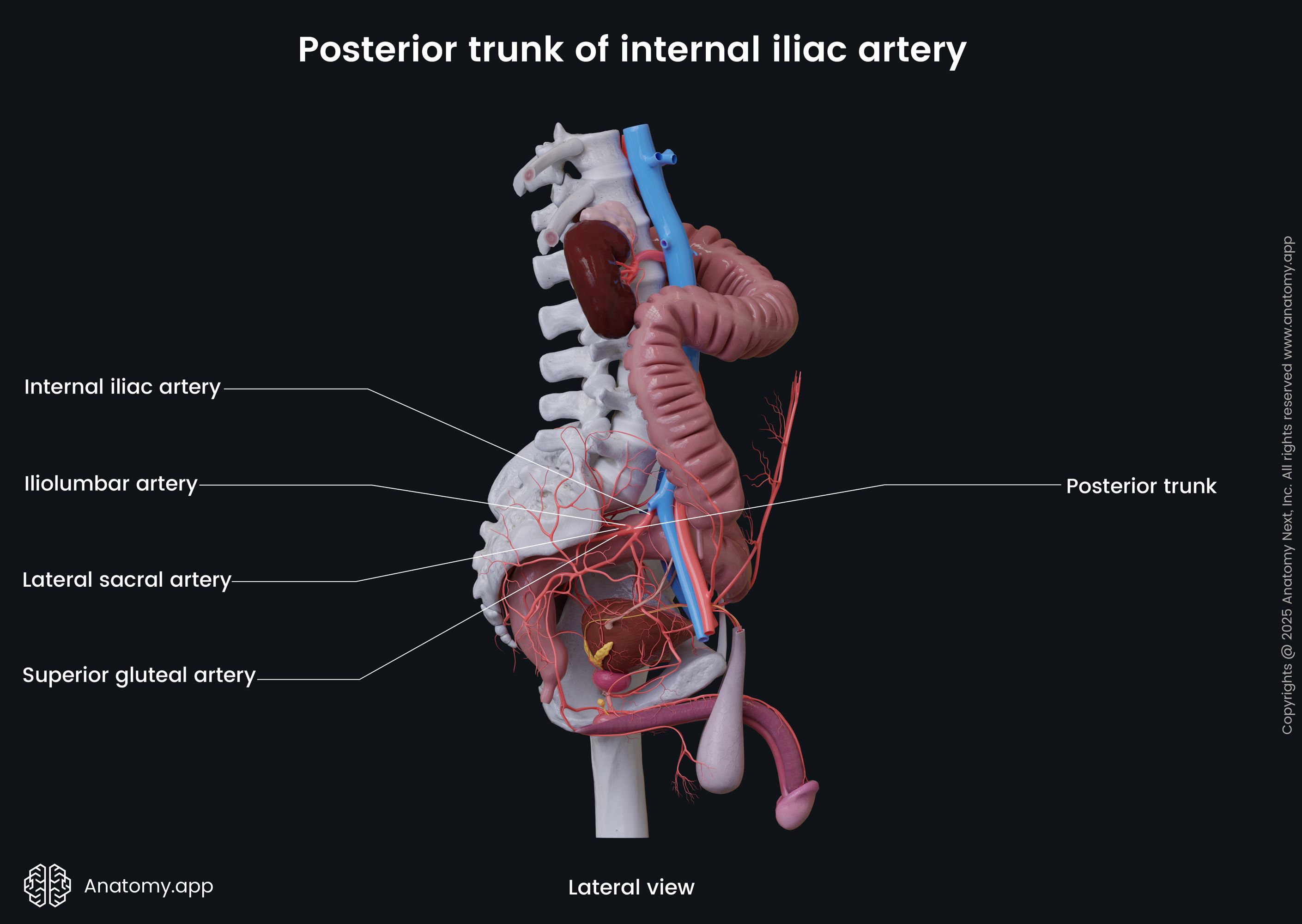 Posterior trunk of internal iliac artery