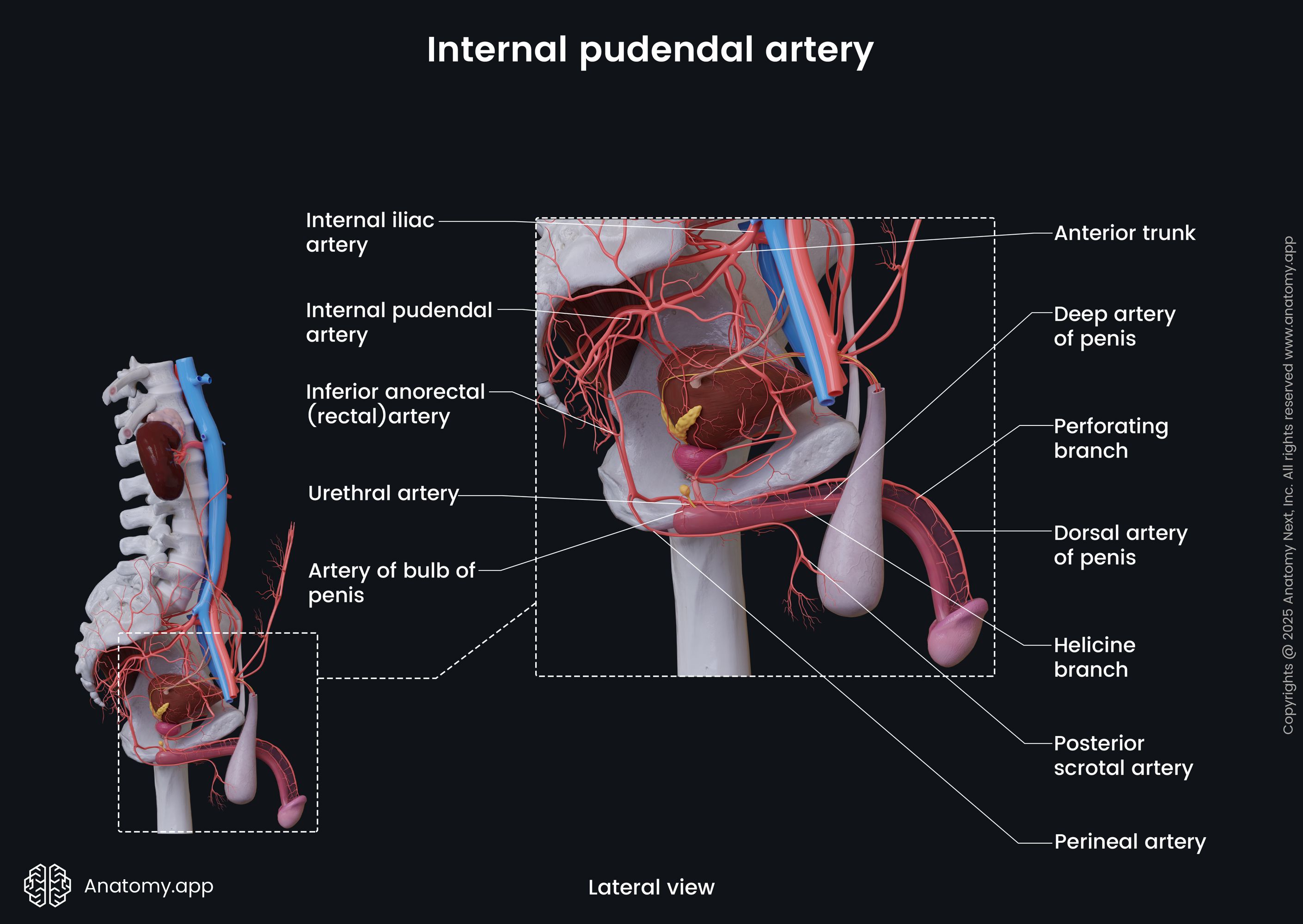 Internal pudendal artery