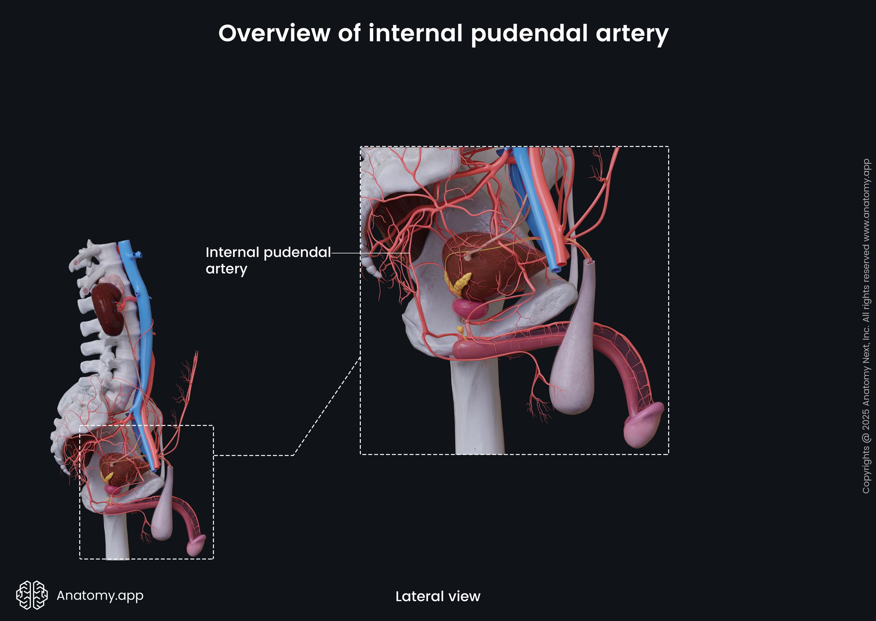 Overview of internal pudendal artery