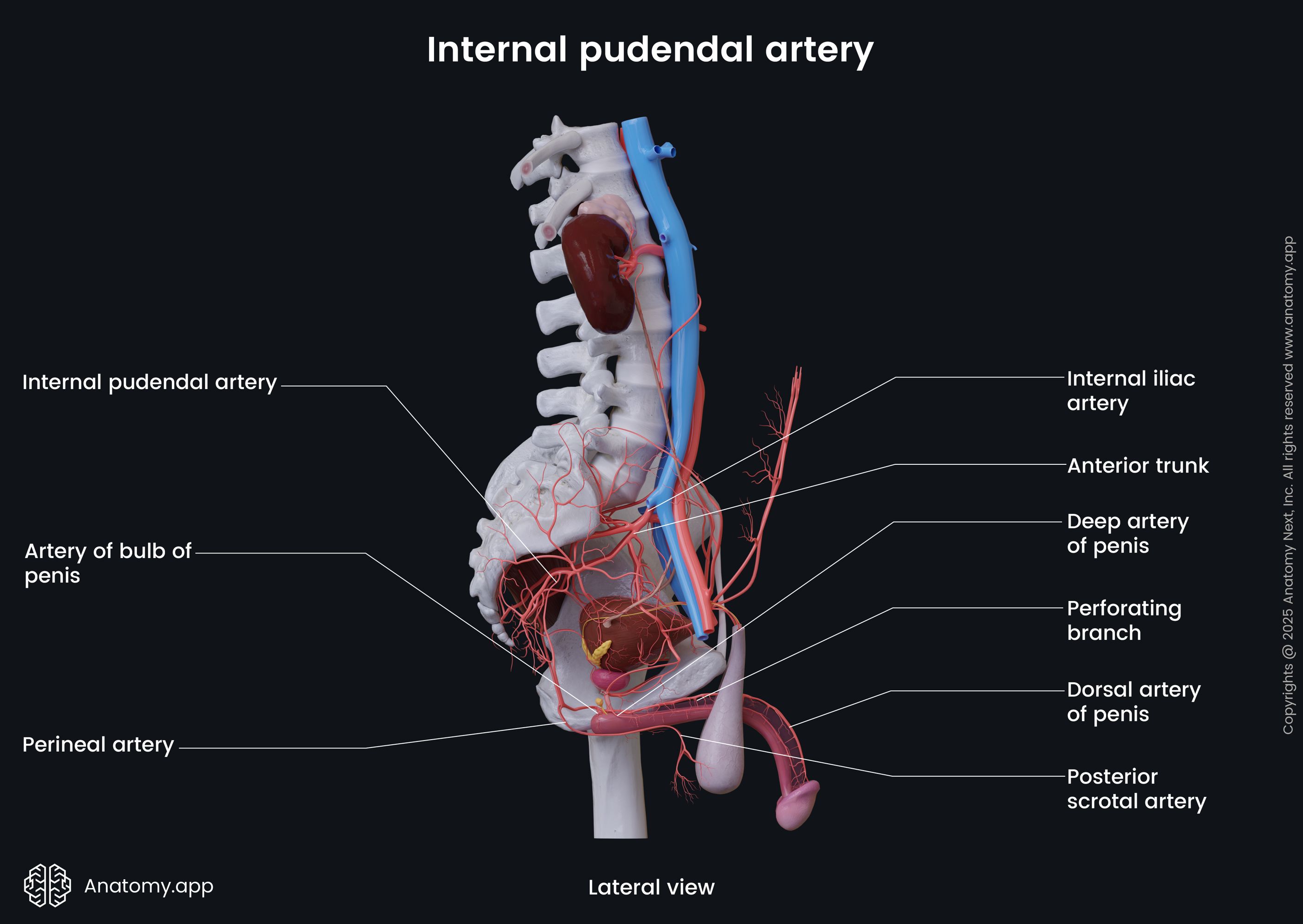 Internal pudendal artery