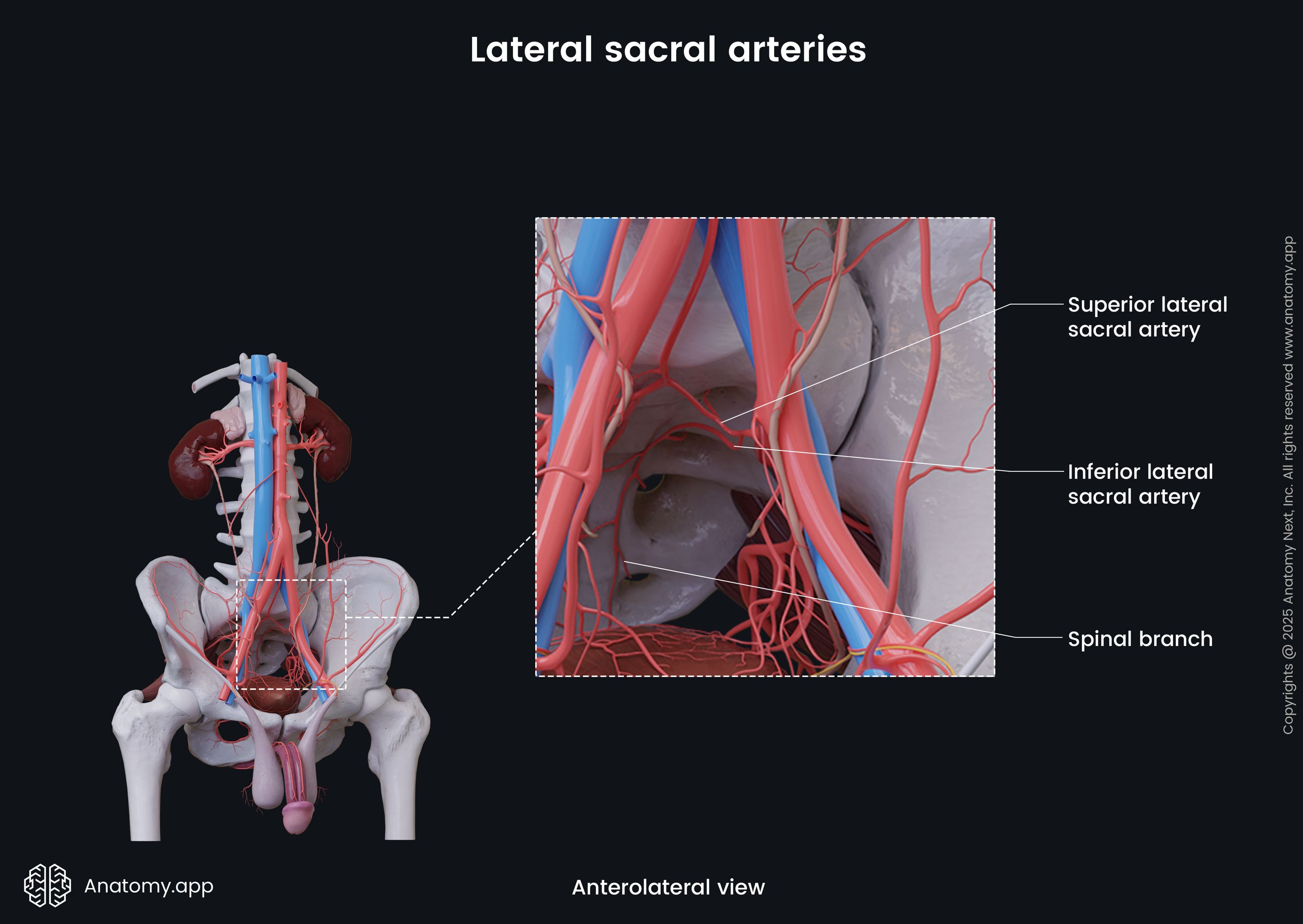 Lateral sacral arteries