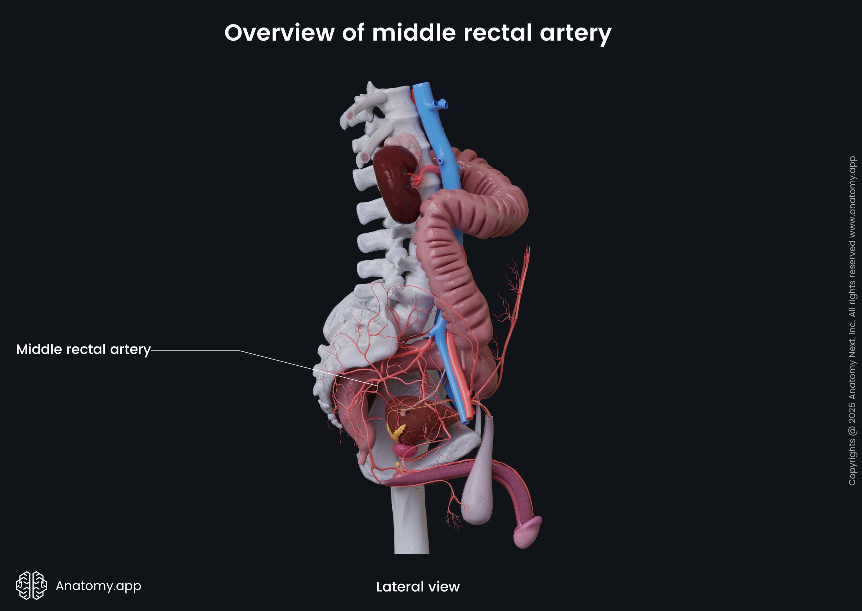 Overview of middle rectal artery