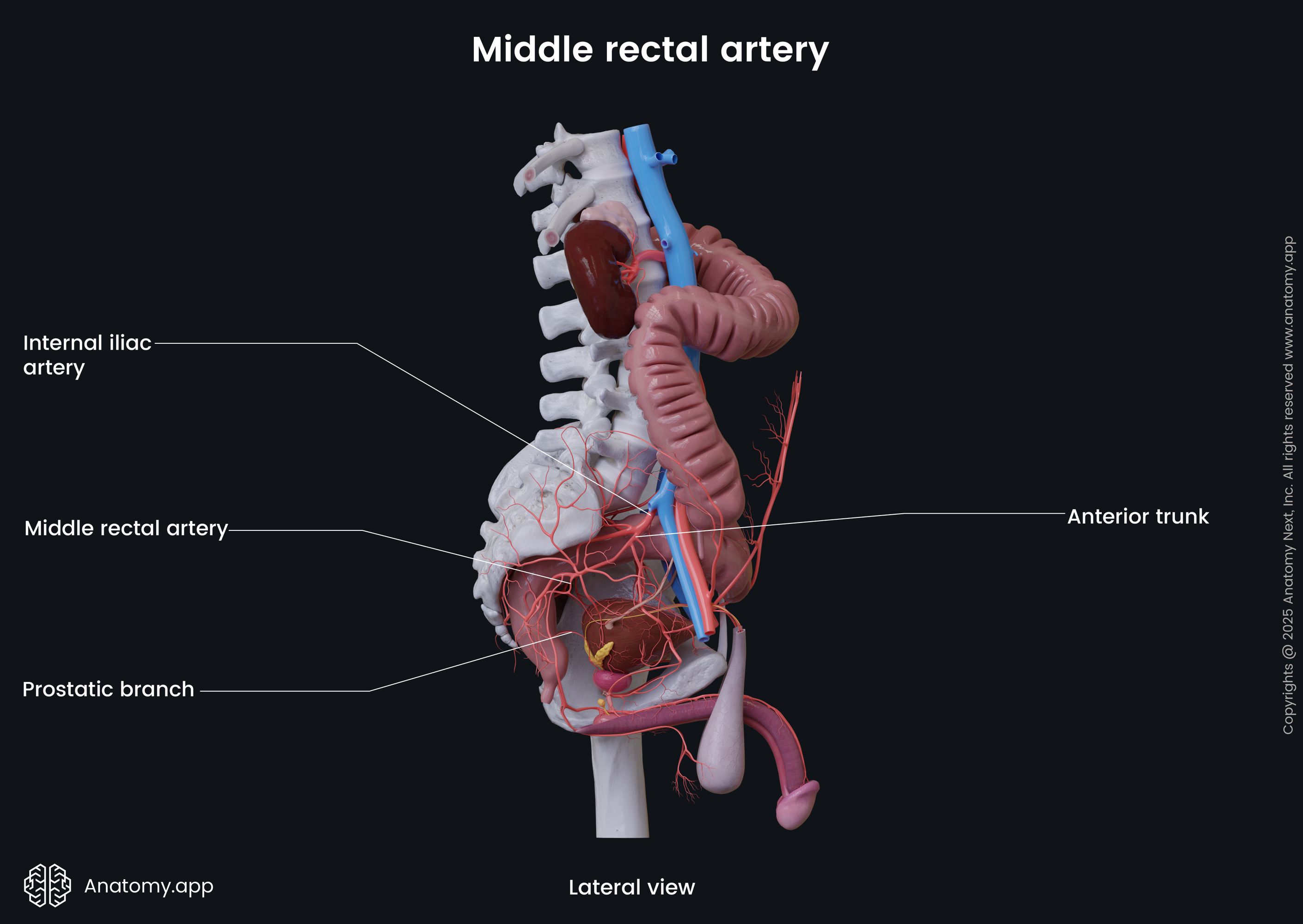 Middle rectal artery