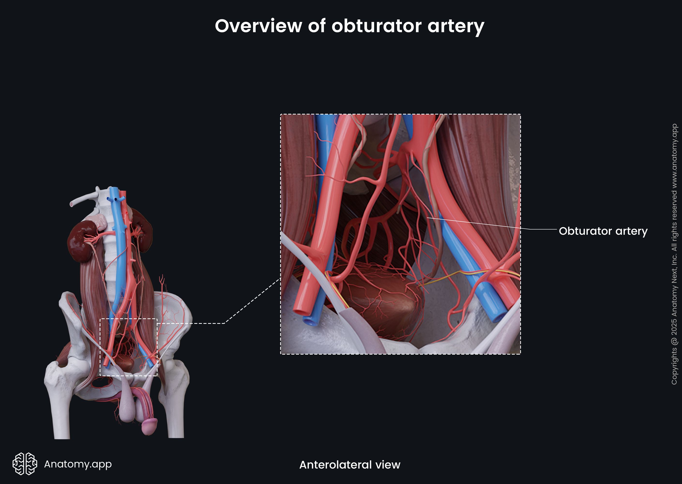 Overview of obturator artery