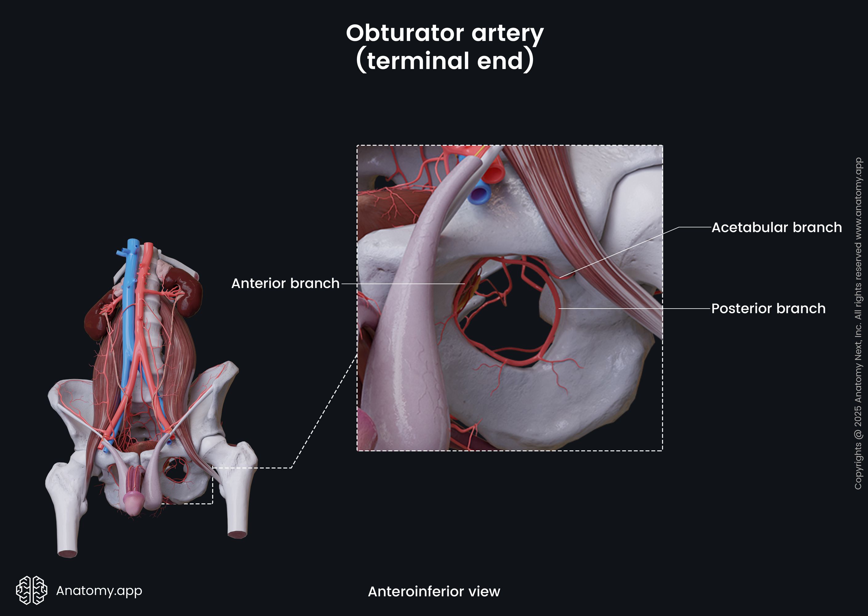 Obturator artery (terminal end)