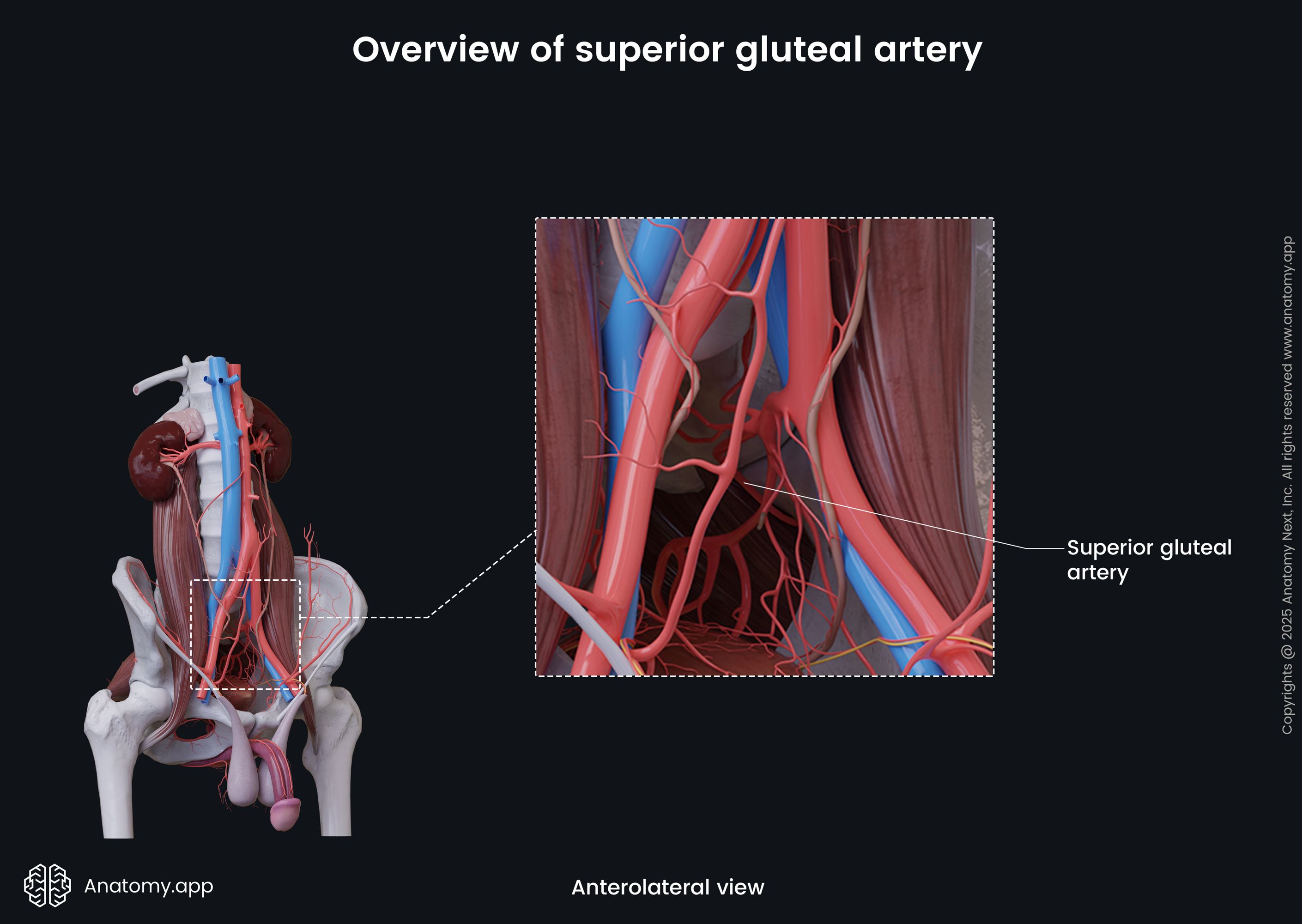 Overview of superior gluteal artery