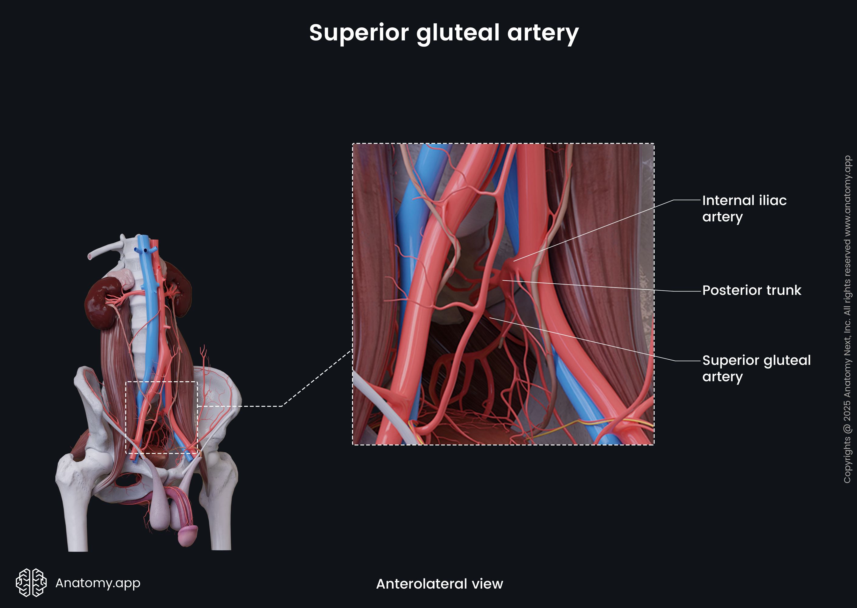 Superior gluteal artery