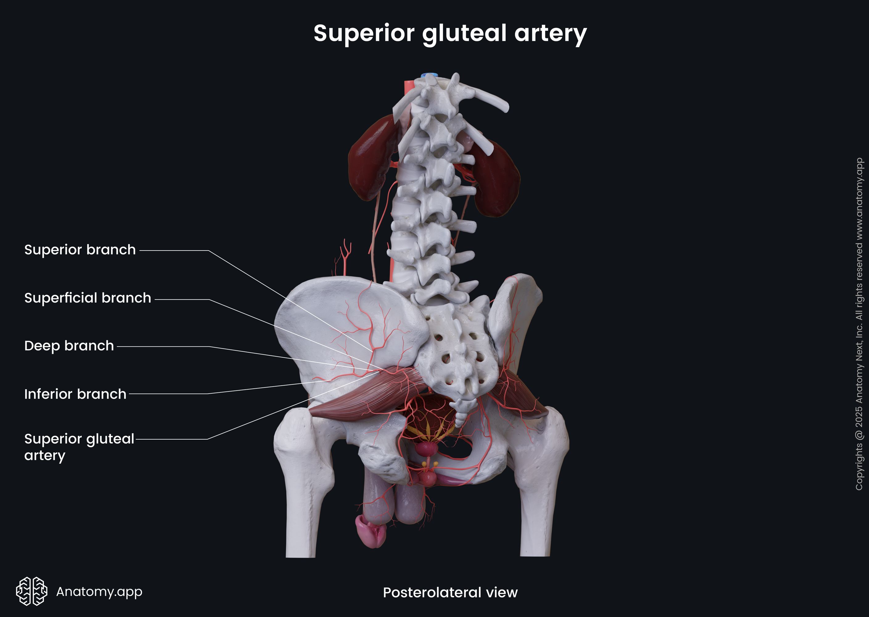 Superior gluteal artery
