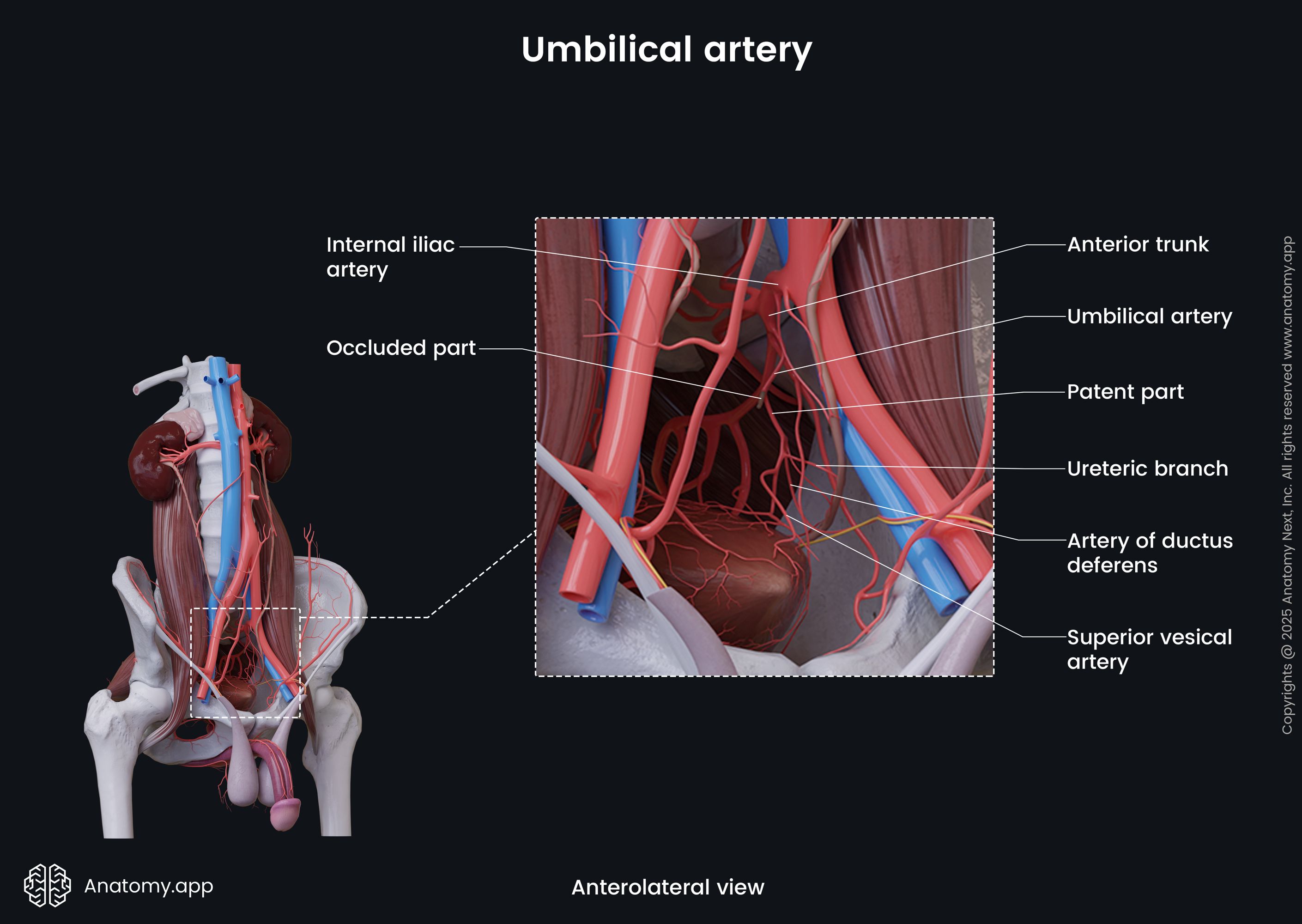 Umbilical artery