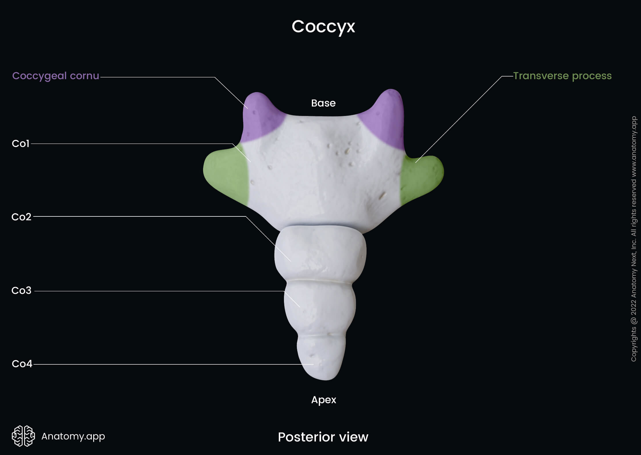 Coccyx, Tailbone, Coccygeal vertebrae, Posterior view, Landmarks, Vertebrae, Spine, Vertebral column, Human skeleton