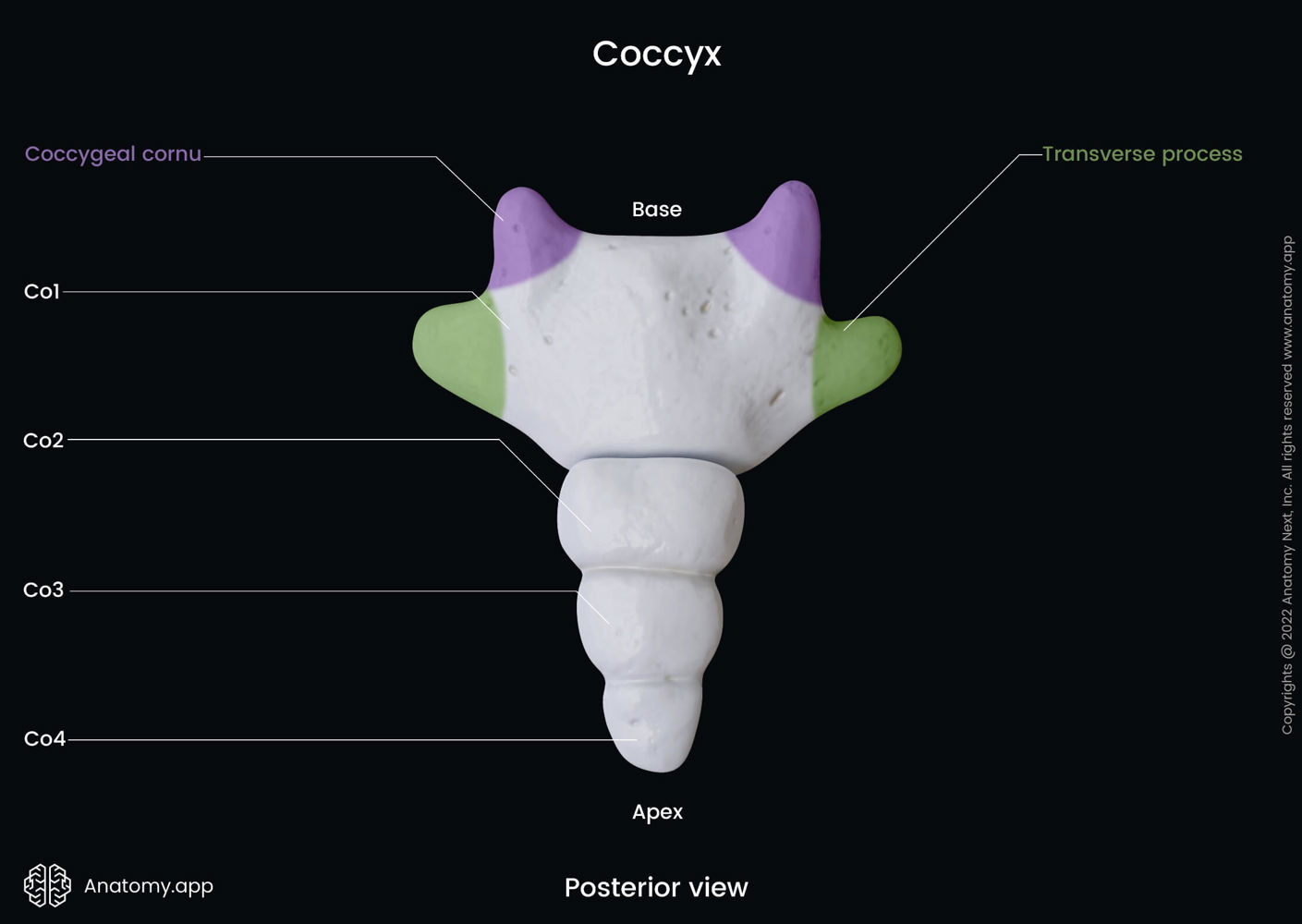 Coccyx (posterior view) | Anatomy.app