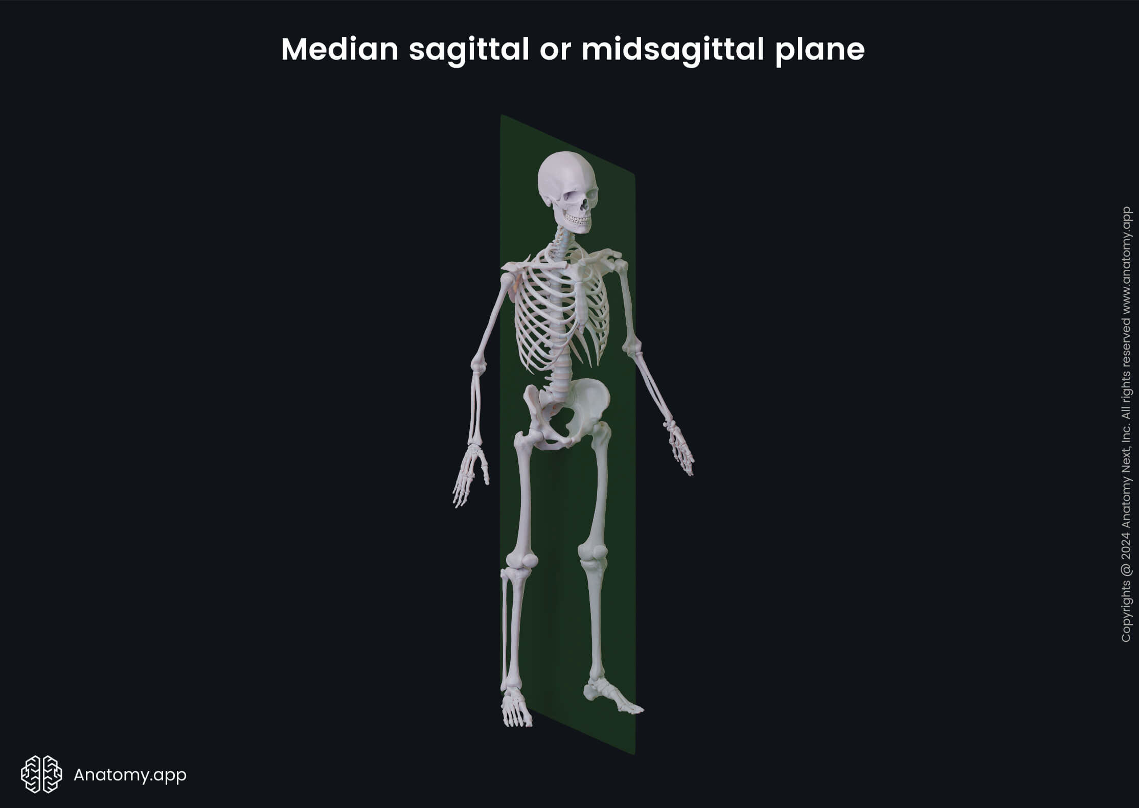 Anatomical terminology, Human body, Anatomical planes, Midsagittal plane, Median sagittal plane