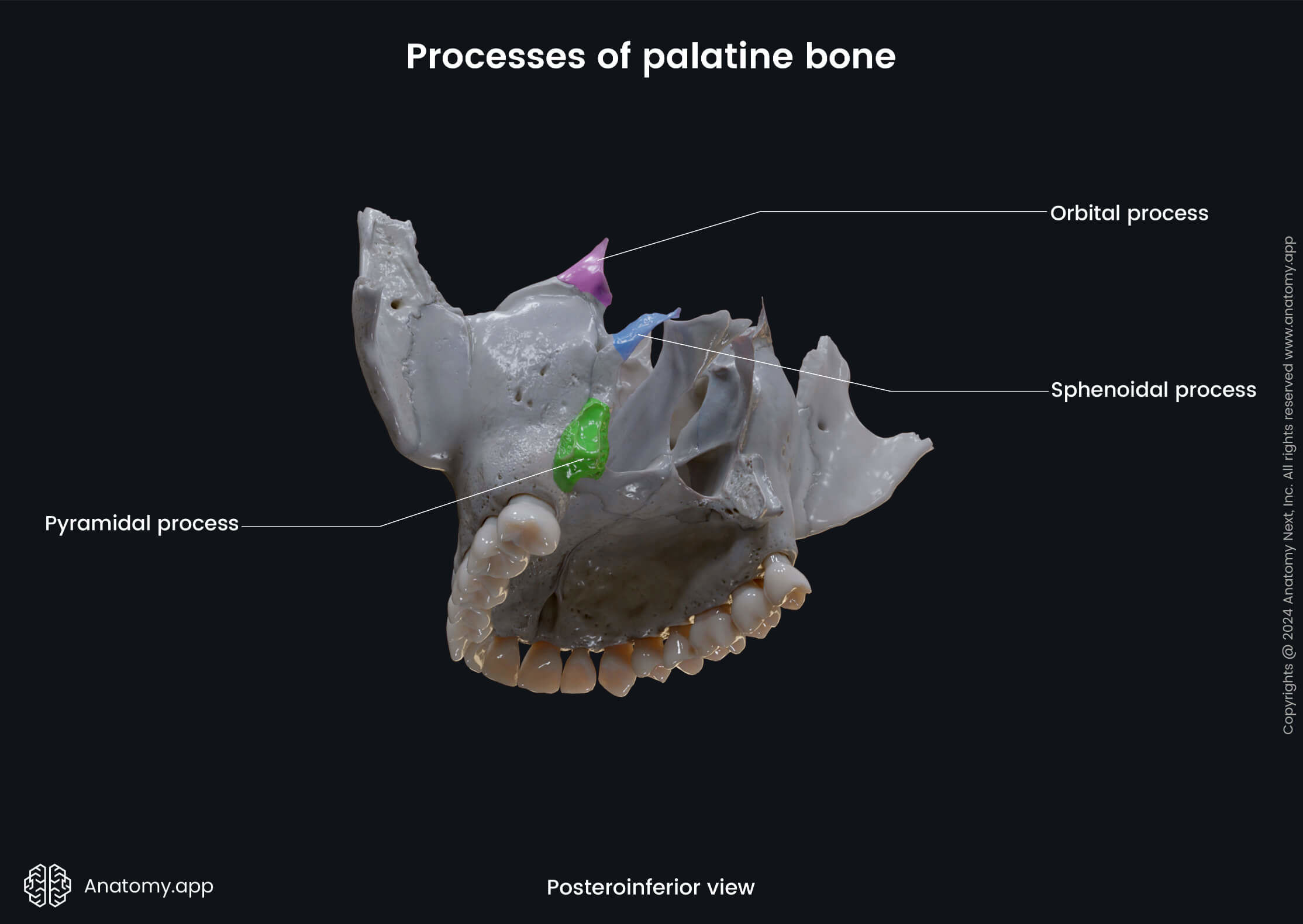 Head and neck, Skull, Viscerocranium, Facial skeleton, Palatine bone, Horizontal plate of palatine bone, Landmarks of palatine bone, Processes of palatine bone, Posteroinferior view