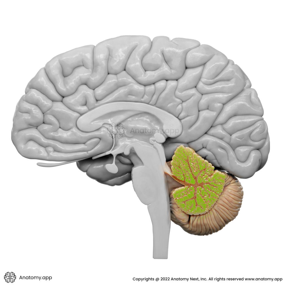 Cerebellum Media Library Anatomy.app Learn anatomy 3D models