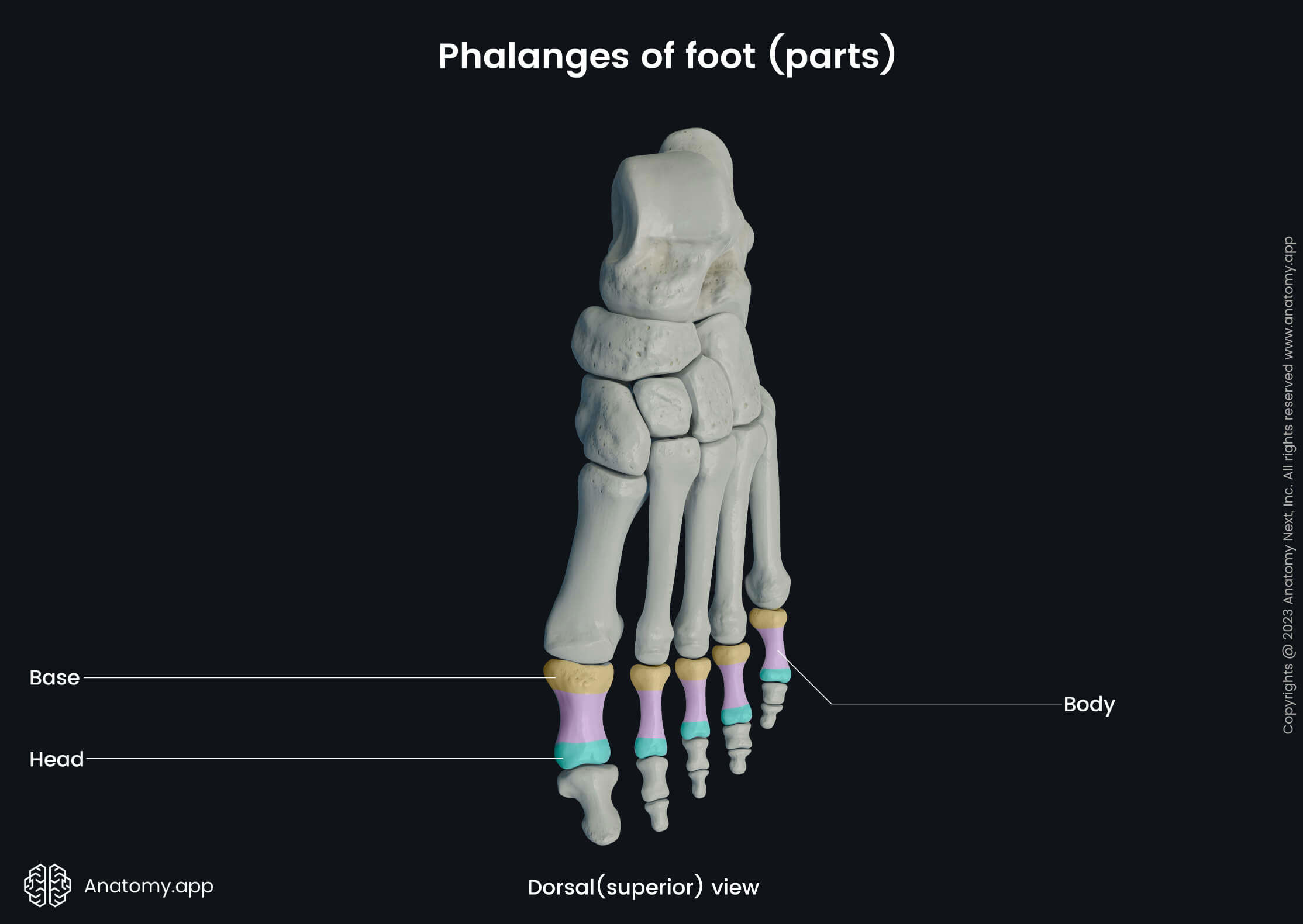 Human foot, Skeleton of foot, Foot bones, Human skeleton, Phalanges of foot, Distal phalanges, Intermediate (middle) phalanges, Proximal phalanges, Parts of phalanges, Head, Body, Base, Dorsal surface of foot, Dorsal view of foot, Superior view of foot