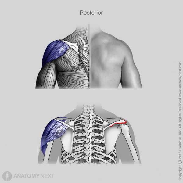 Deltoid, Origin of deltoid, Muscles of upper limb, Muscles of shoulder girdle, Arm muscles, Spinal part of deltoid, Acromial part of deltoid