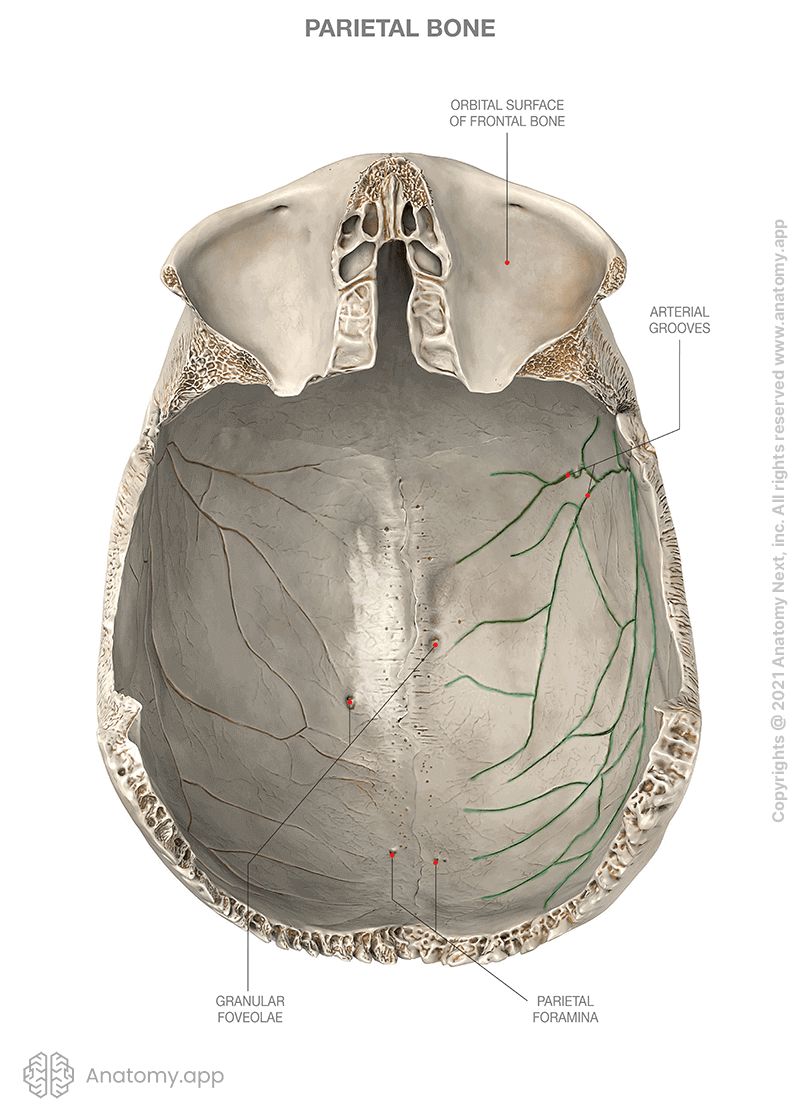 Parietal bones, inferior view, inner (internal) surface, arterial grooves colored