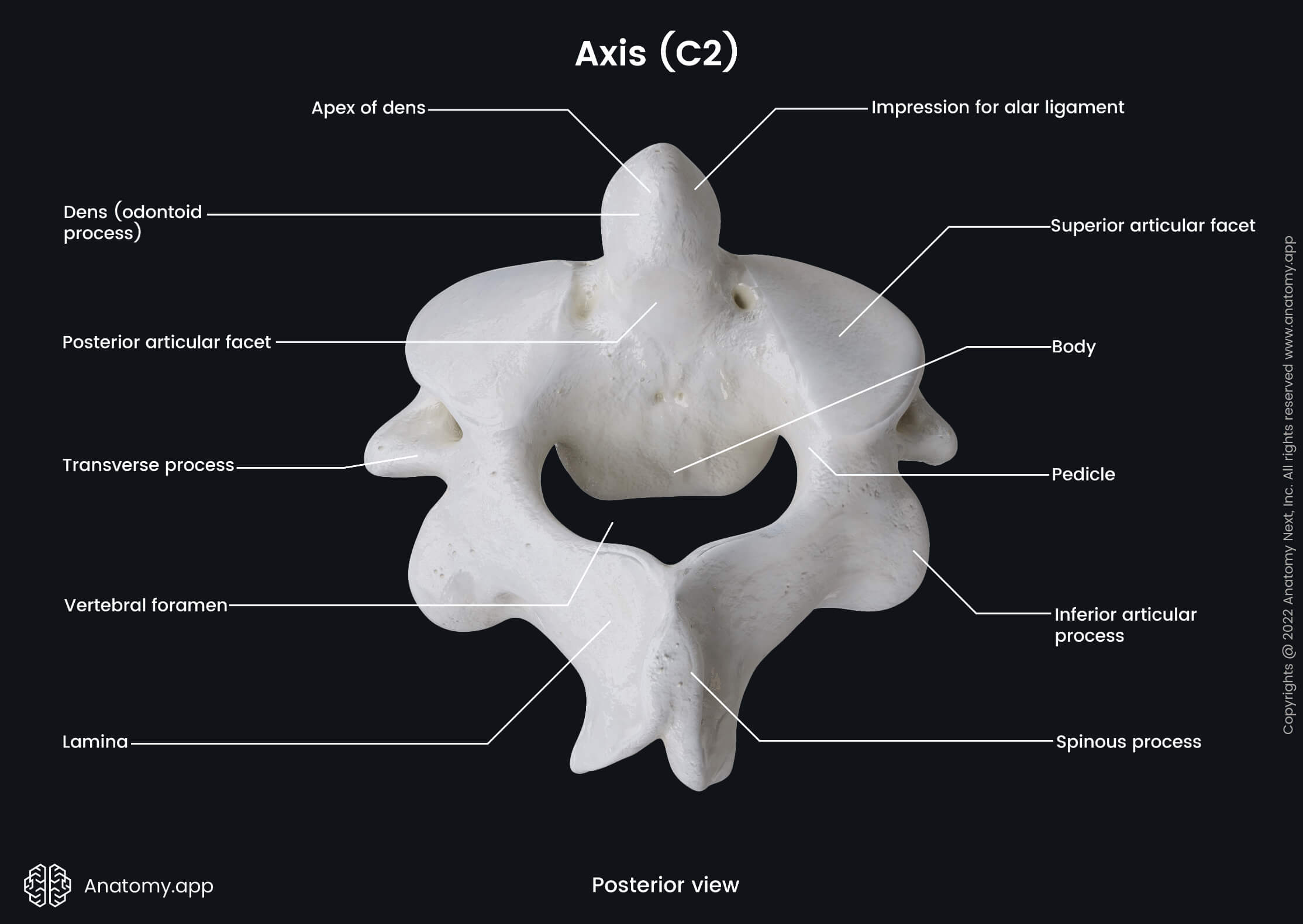 Axis (posterior view) | Media Library | Anatomy.app | Learn anatomy ...