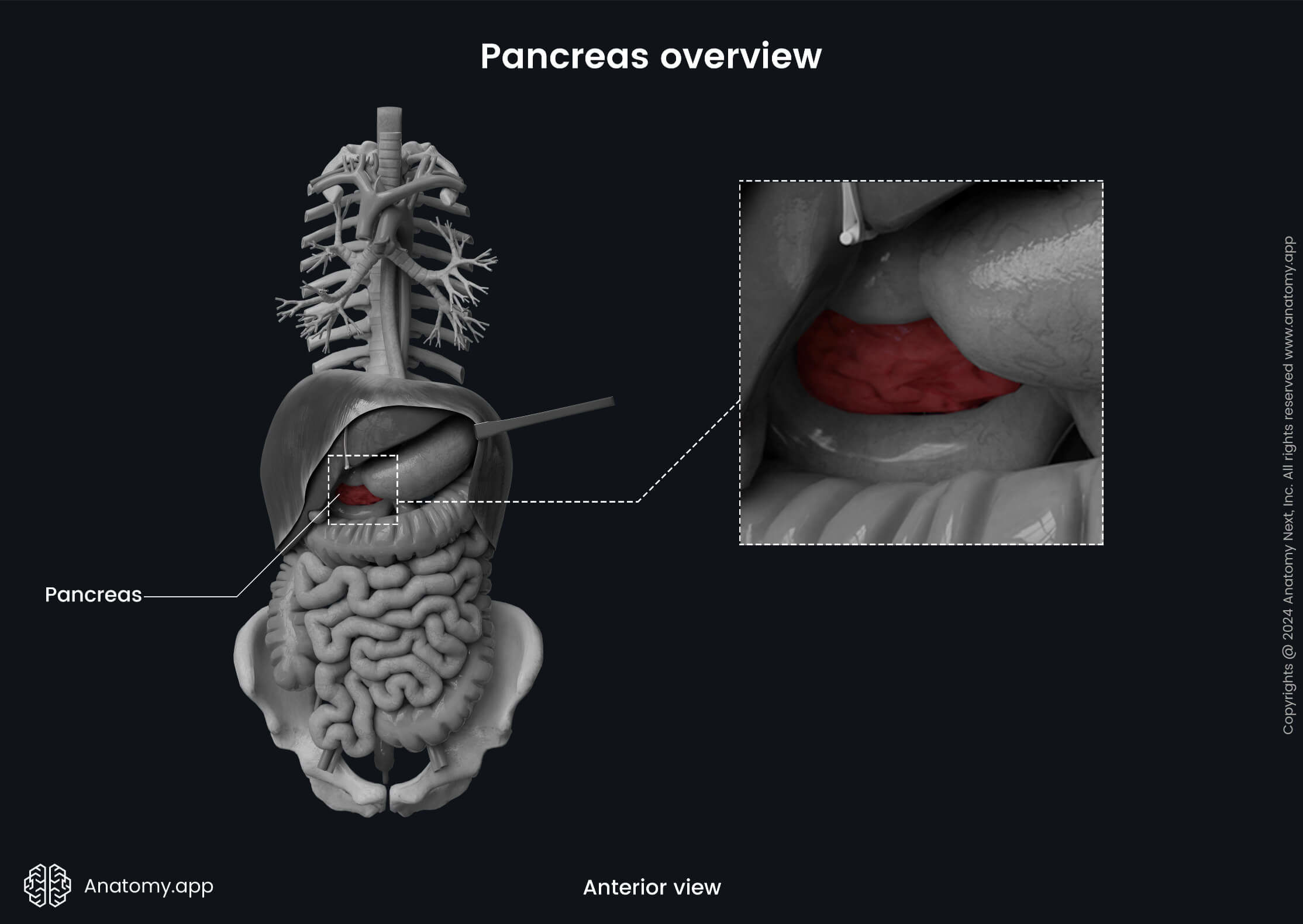 Abdomen, Digestive system, Gastrointestinal system, Accessory organs, Endocrine system, Pancreas, Overview, Anterior view