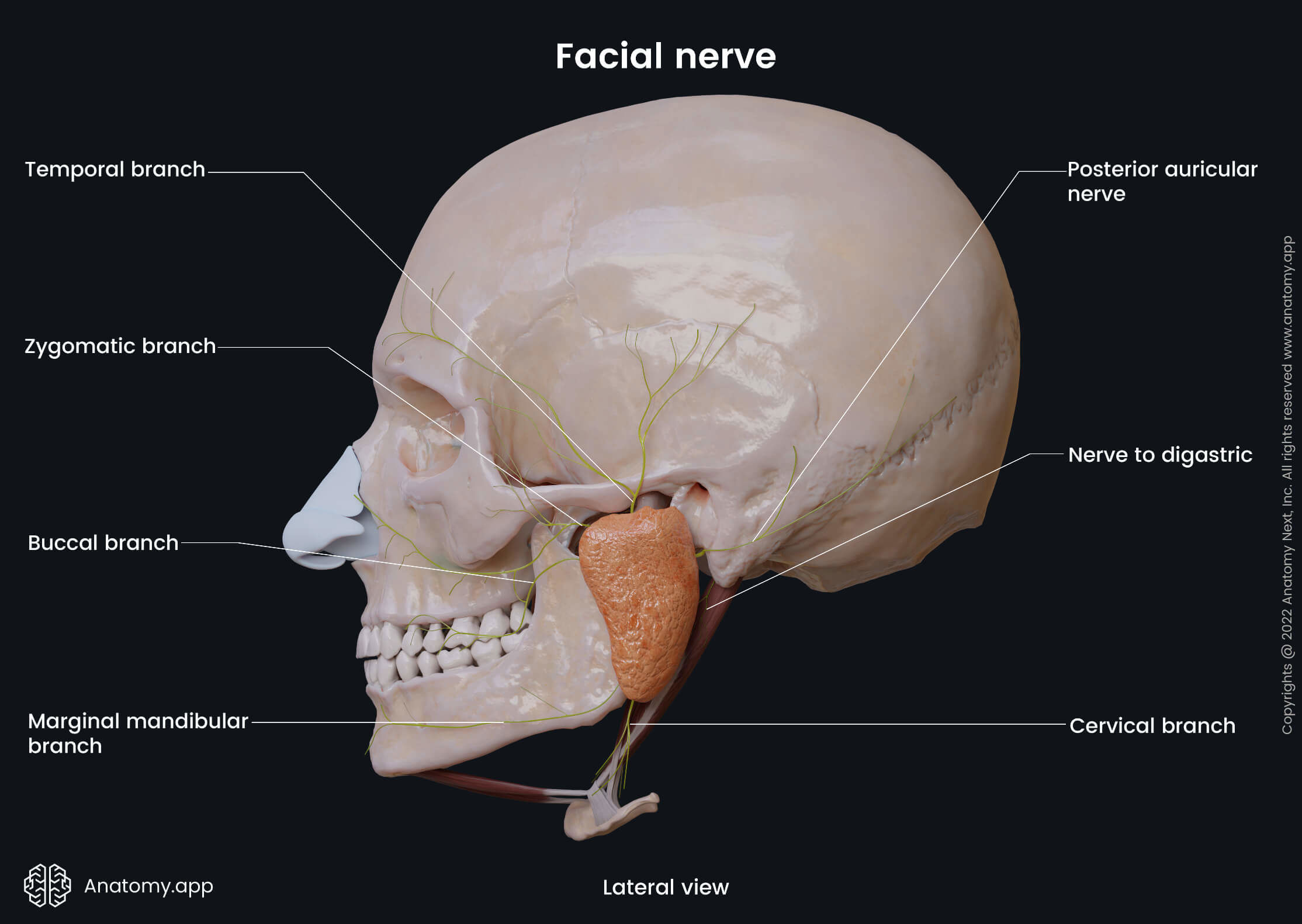 Cranial nerves, CN VII, Facial nerve, Branches, Extracranial branches, Temporal branches, Zygomatic branches, Buccal branches, Marginal mandibular branches, Cervical branches, Posterior auricular nerve, Stylohyoid nerve, Digastric nerve, Lateral view, Parotid plexus, Parotid gland