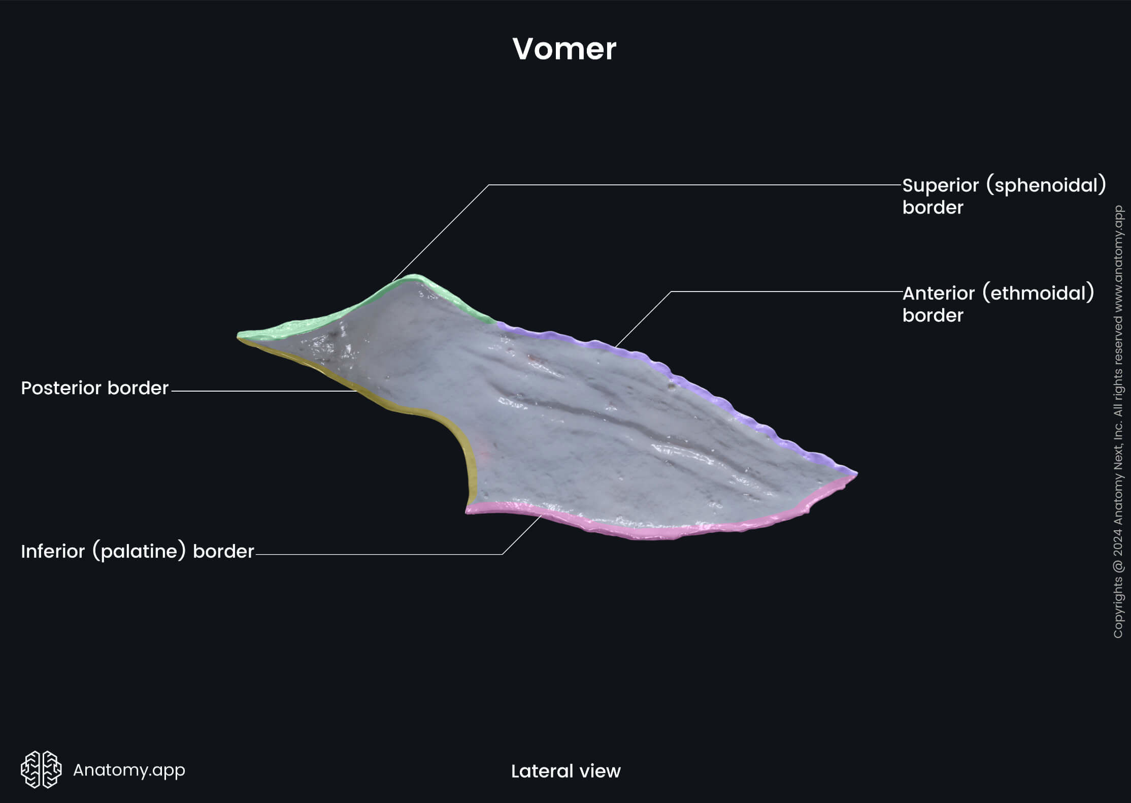 Head and neck, Skull, Viscerocranium, Facial skeleton, Vomer, Landmarks of vomer, Borders of vomer, Lateral view