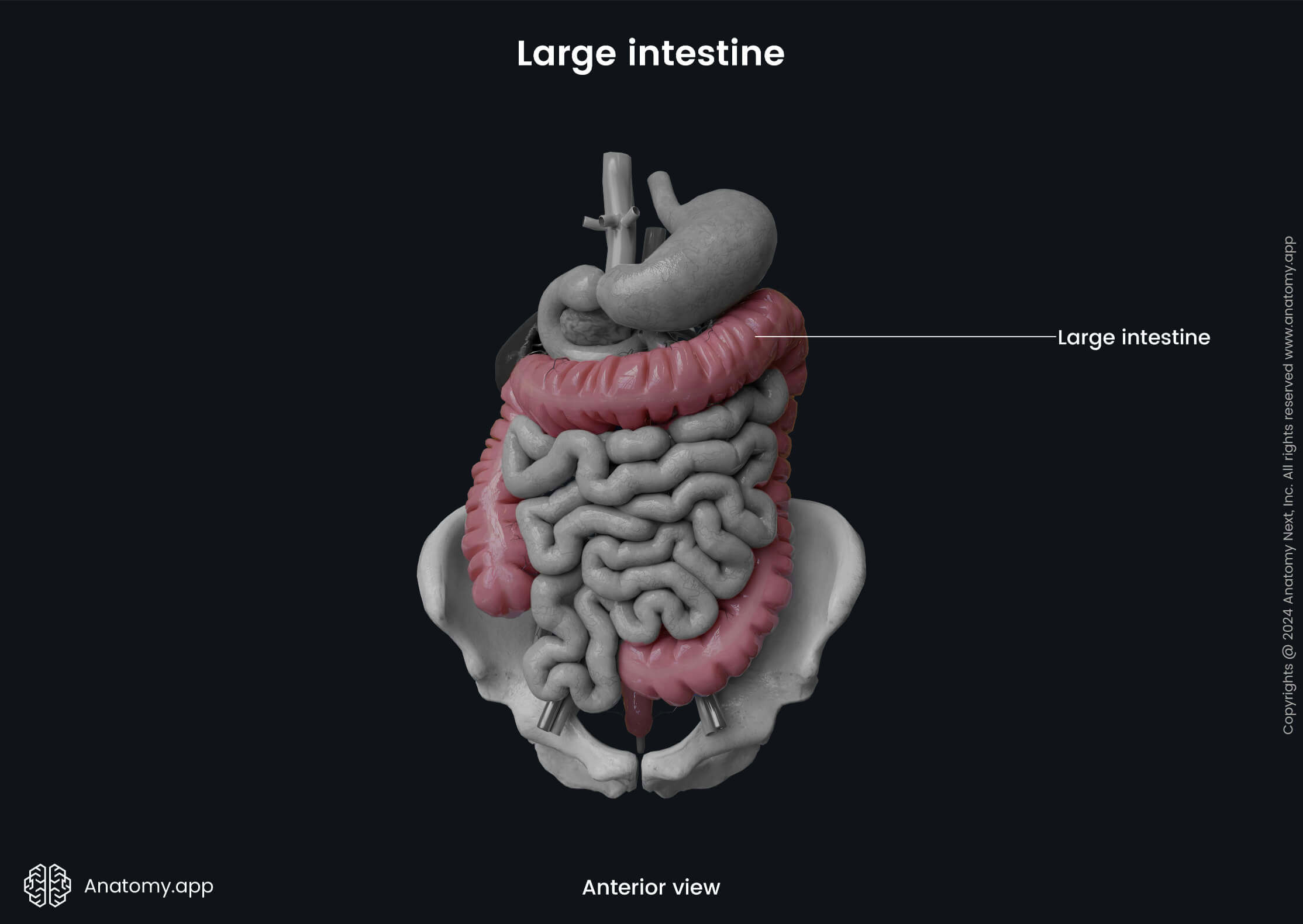 Abdomen, Digestive system, Gastrointestinal tract, Large intestine, Anterior view 