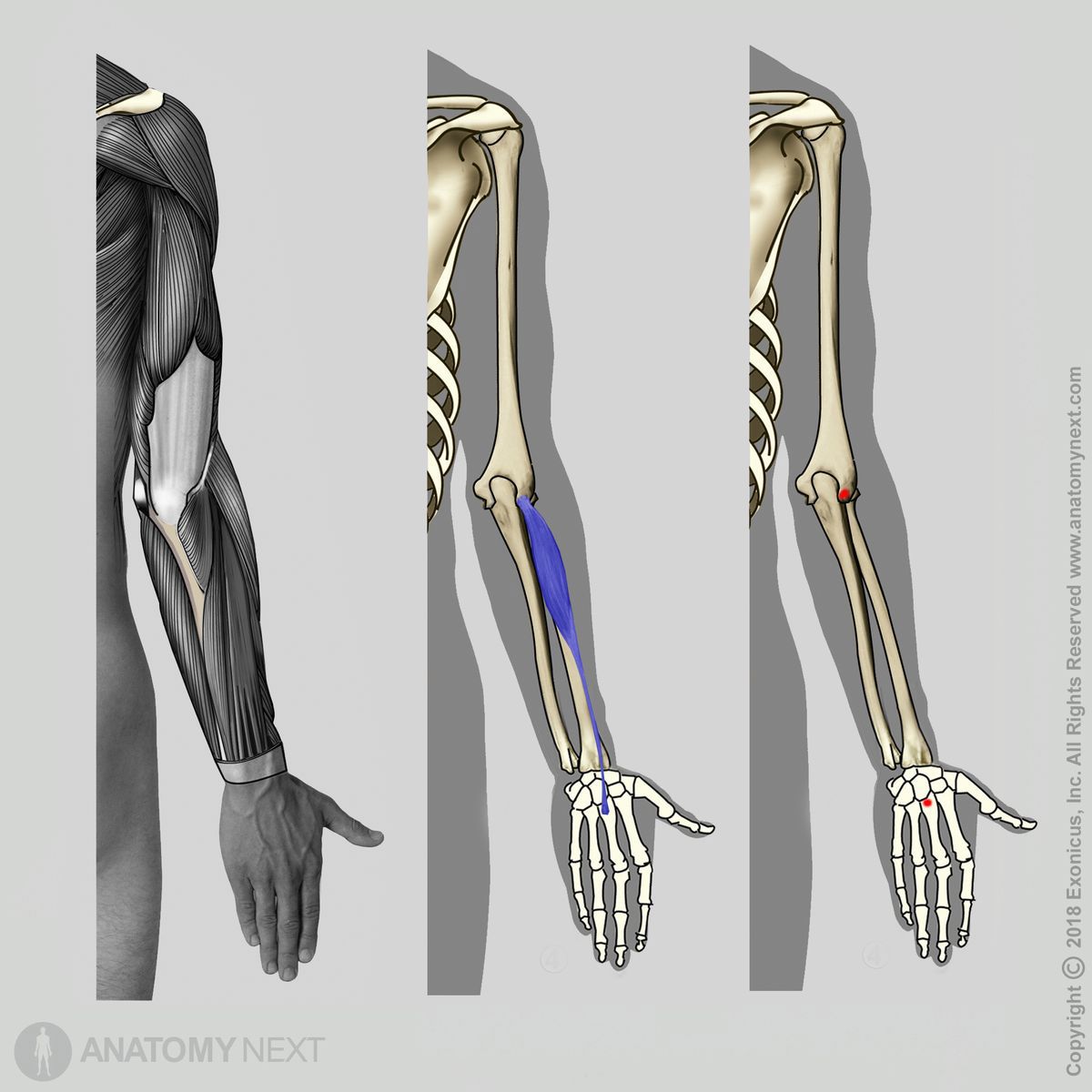 Extensor carpi radialis brevis, Origin of extensor carpi radialis brevis, Insertion of extensor carpi radialis brevis, Forearm muscles, Muscles of the forearm, Arm muscles, Muscles of upper limb, Lateral compartment muscles, Lateral compartment of forearm muscles, Human muscles