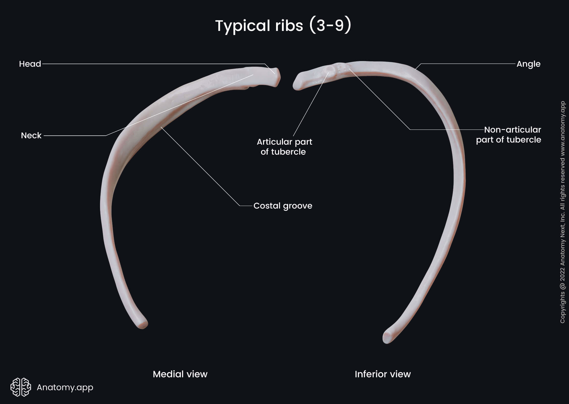 Thorax, Ribs, Landmarks of typical ribs, Human rib, Medial view of rib, Inferior view of a rib, Head of rib, Neck of rib, Costal angle, Tubercle of rib, Costal groove