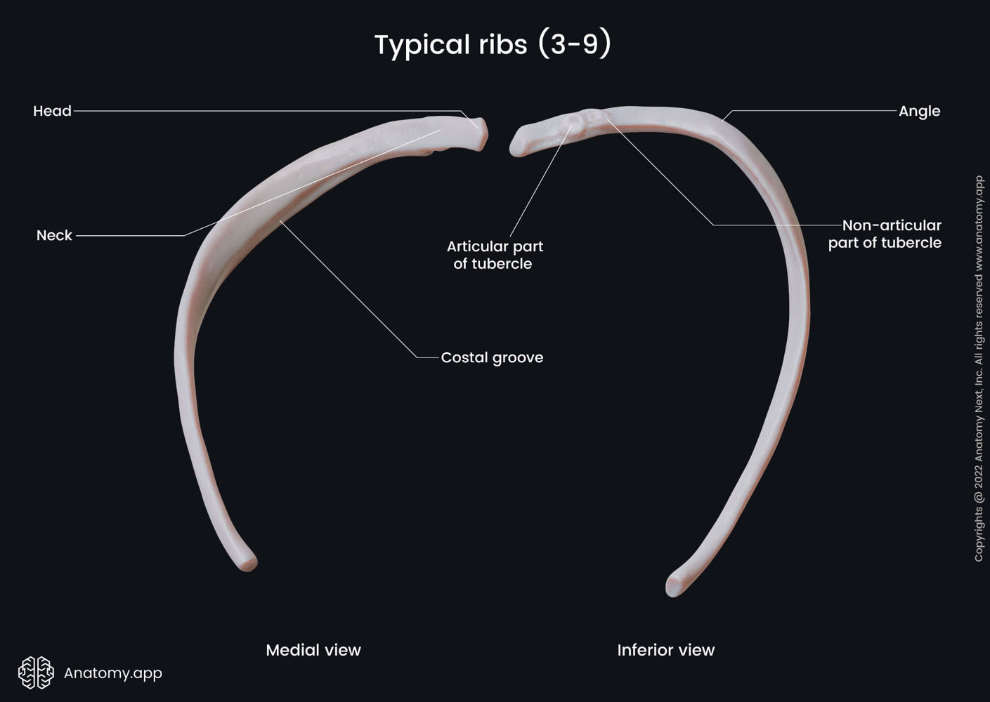 Landmarks of typical ribs (medial and inferior views) | Media Library ...