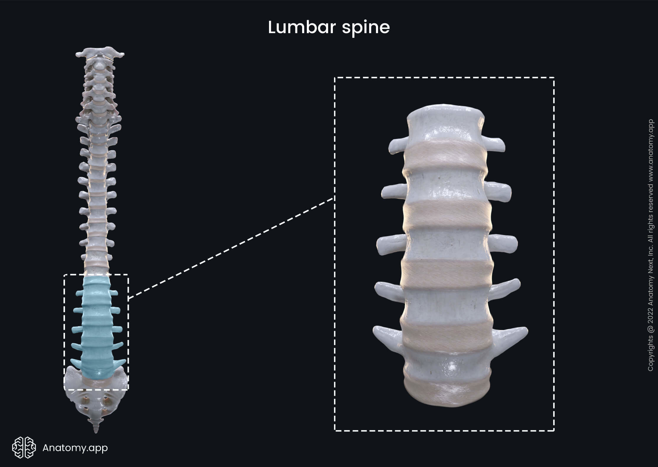 Lumbar vertebrae, Vertebra, Lumbar spine, Spine, Vertebral column, Anterior view