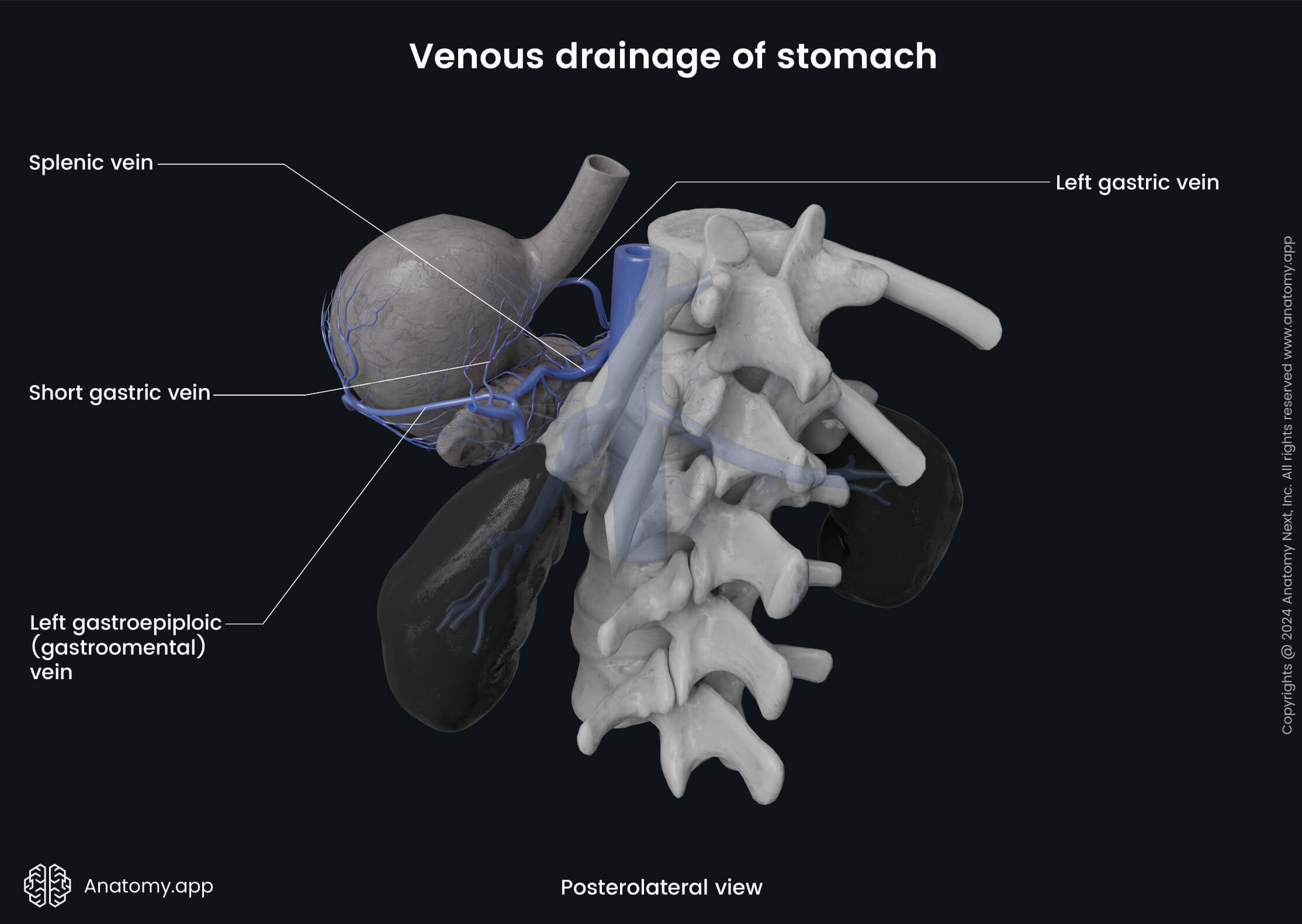 Abdomen, Digestive system, Gastrointestinal tract, Relations, Stomach, Venous drainage, Posterolateral view