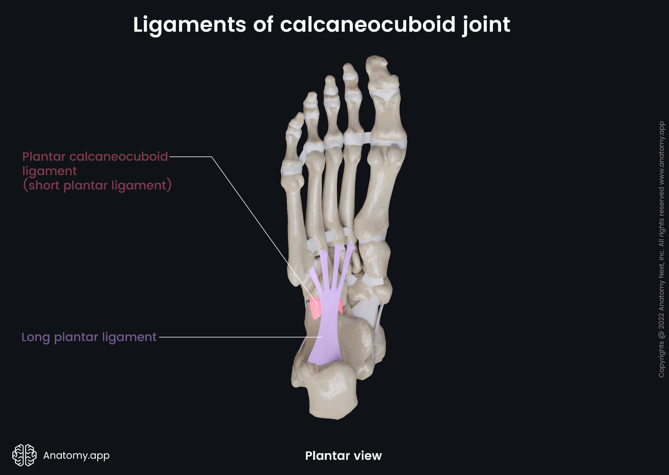 Calcaneocuboid joint, Tarsals, Cuboid, Calcaneus, Ligaments, Human foot, Foot skeleton, Foot bones, Plantar view