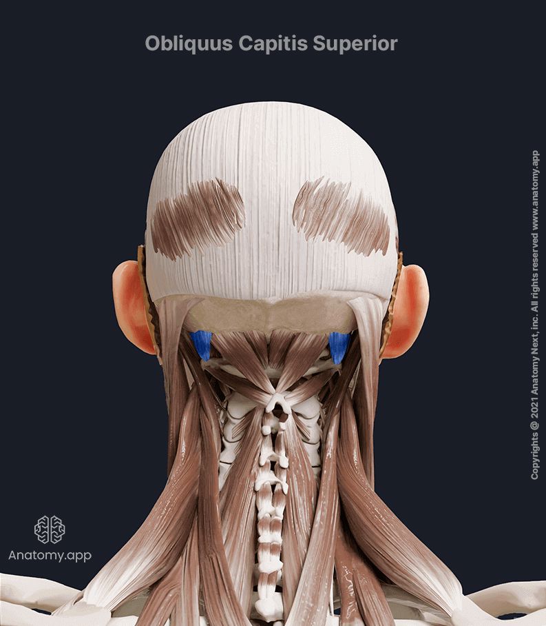 Obliquus capitis superior, Suboccipital muscles, Posterior neck muscles, Neck muscles, Head and neck muscles, Posterior view, Obliquus capitis superior muscle colored blue