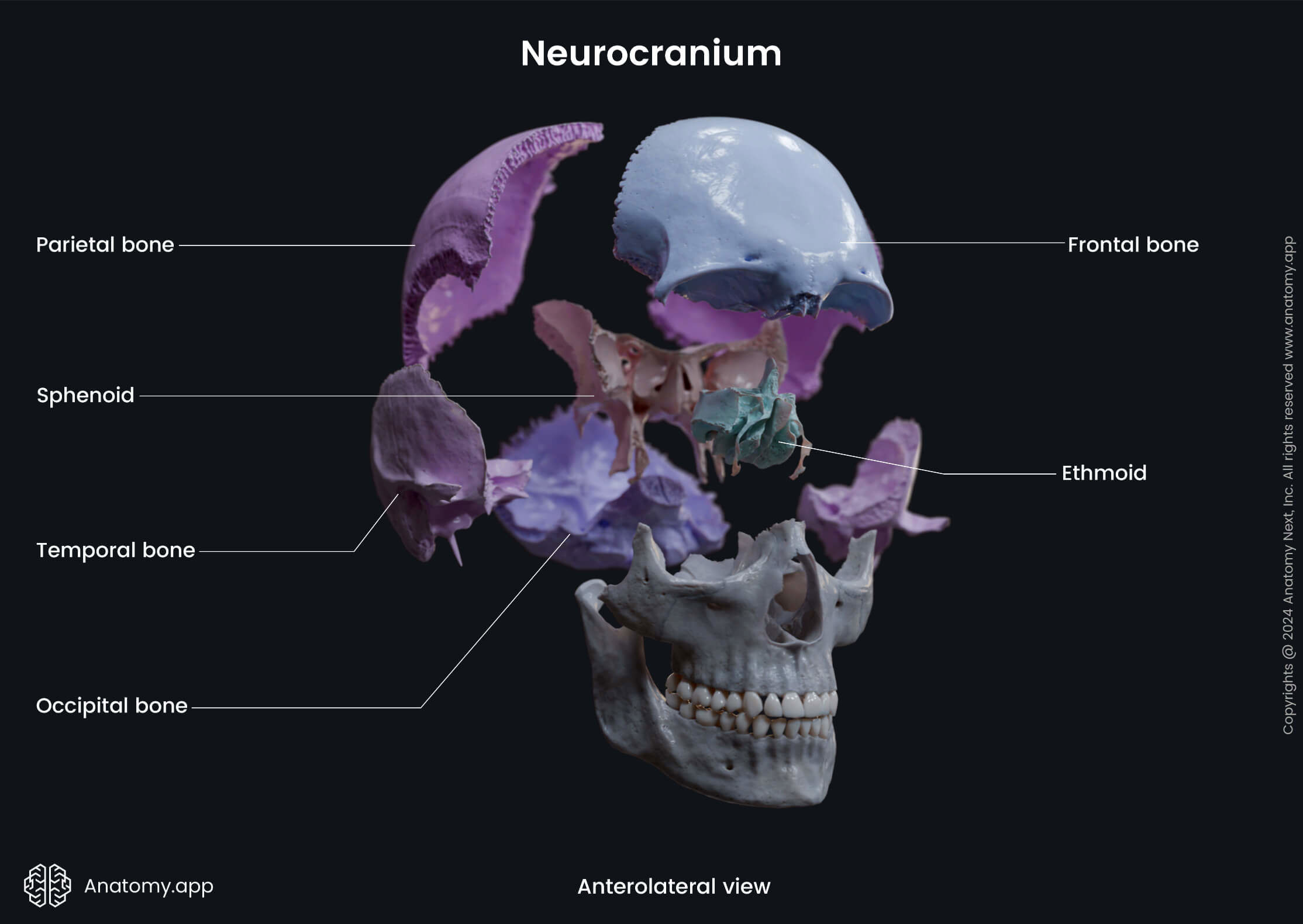 Head and neck, Skeletal system, Skull, Cranium, Braincase, Neurocranium, Bones, Anterolateral view