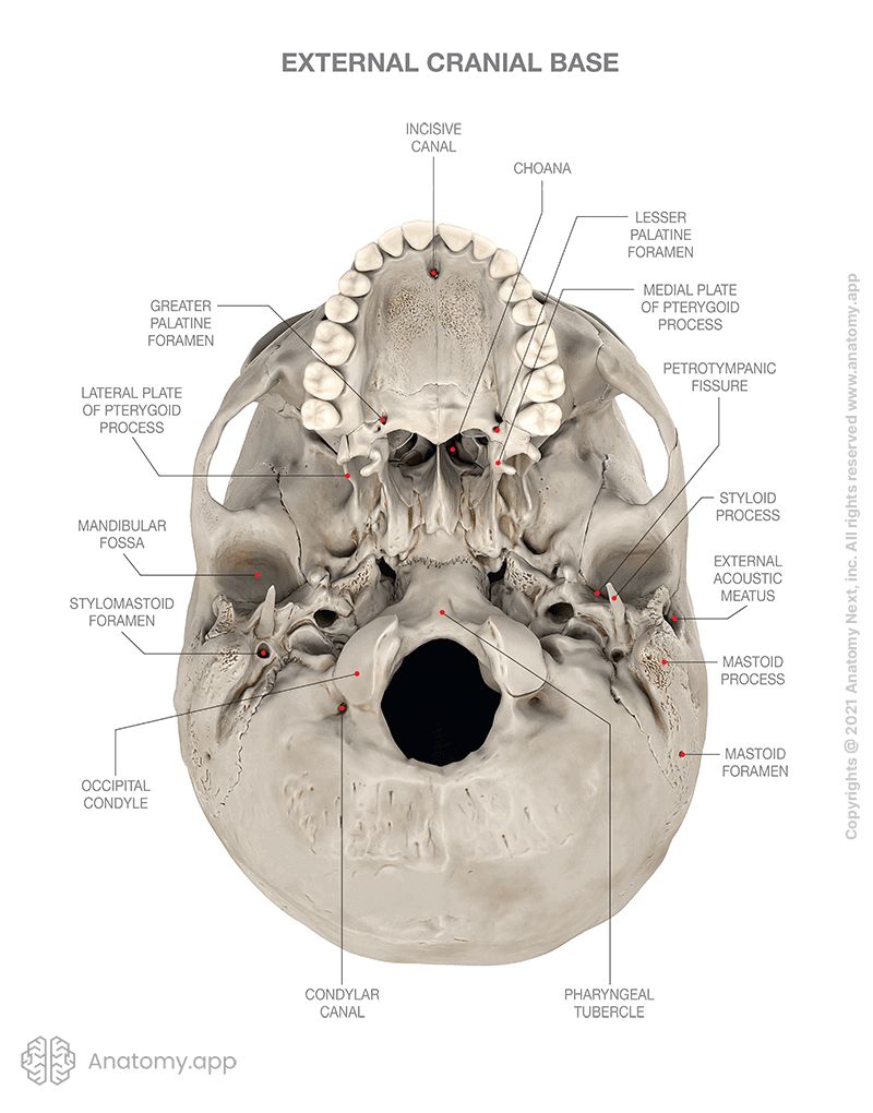 External cranial base