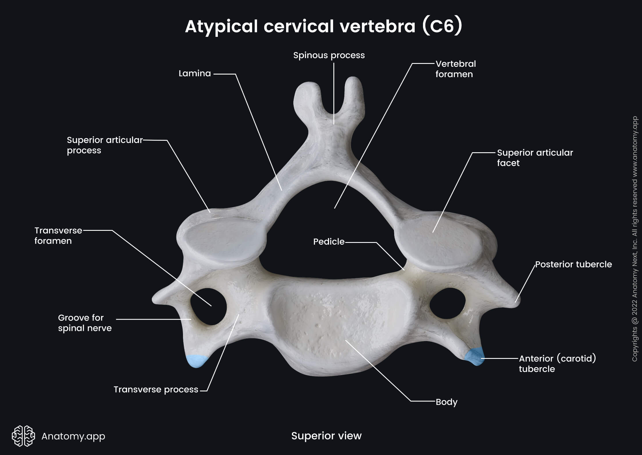 Sixth cervical vertebra (superior view) | Media Library | Anatomy.app ...