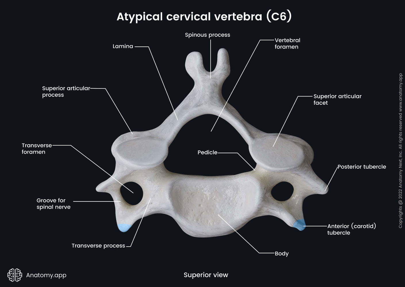 Sixth Cervical Vertebra (superior View) | Media Library | Anatomy.app ...